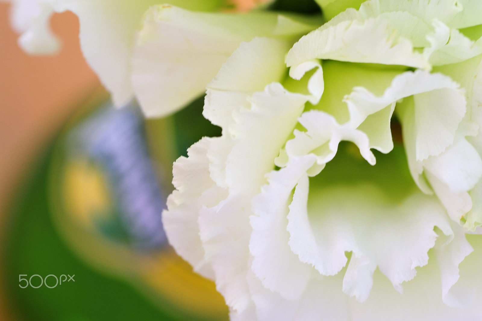 Nikon D700 + Sigma 105mm F2.8 EX DG Macro sample photo. White lisianthus photography