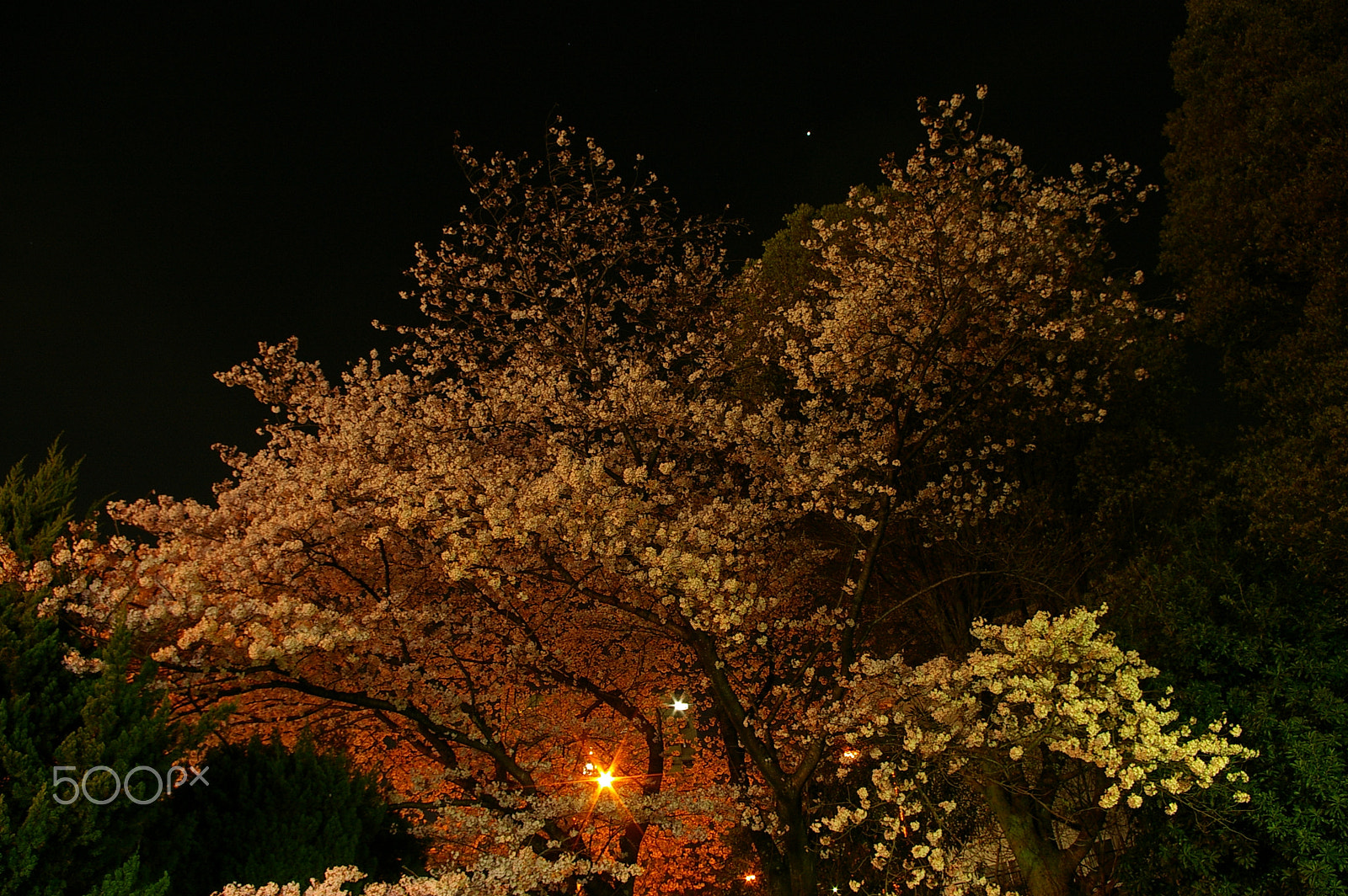 Pentax *ist DS2 sample photo. Sakura in a commuter town photography