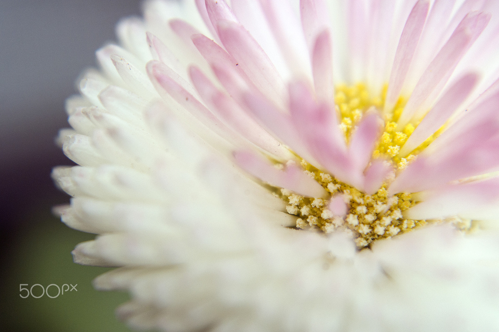 Samsung NX 20-50mm F3.5-5.6 ED sample photo. Daisy photography