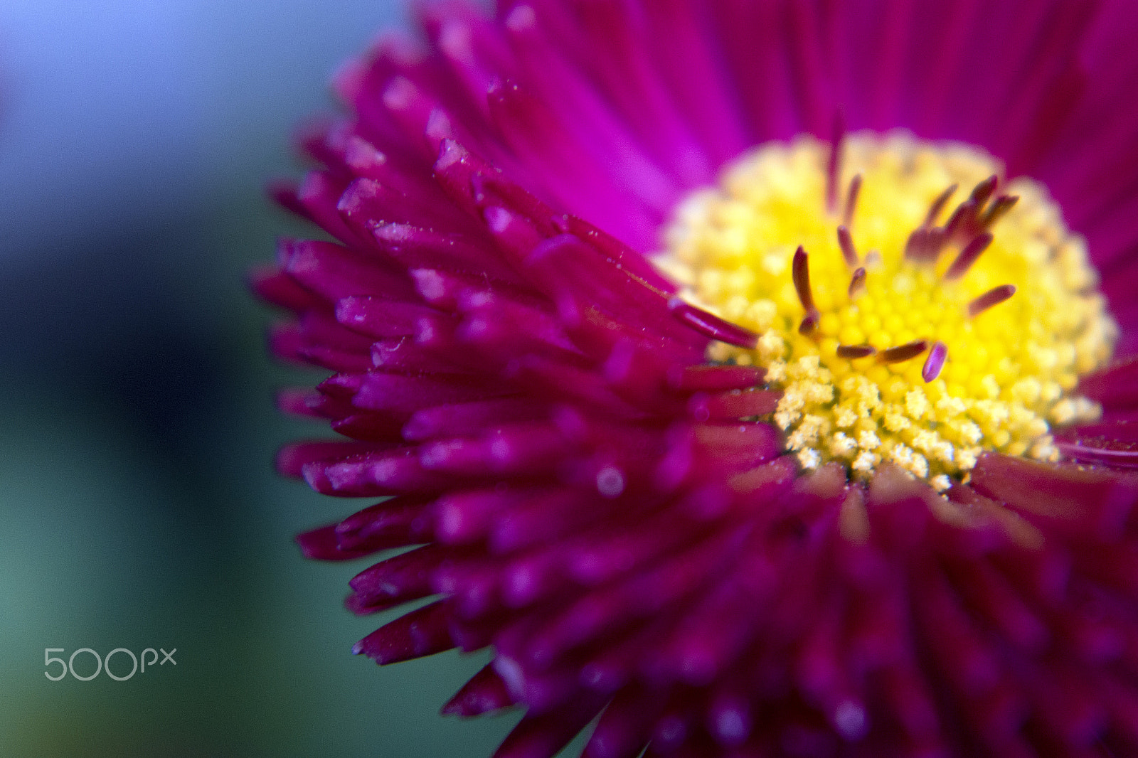 Samsung NX 20-50mm F3.5-5.6 ED sample photo. Daisy photography