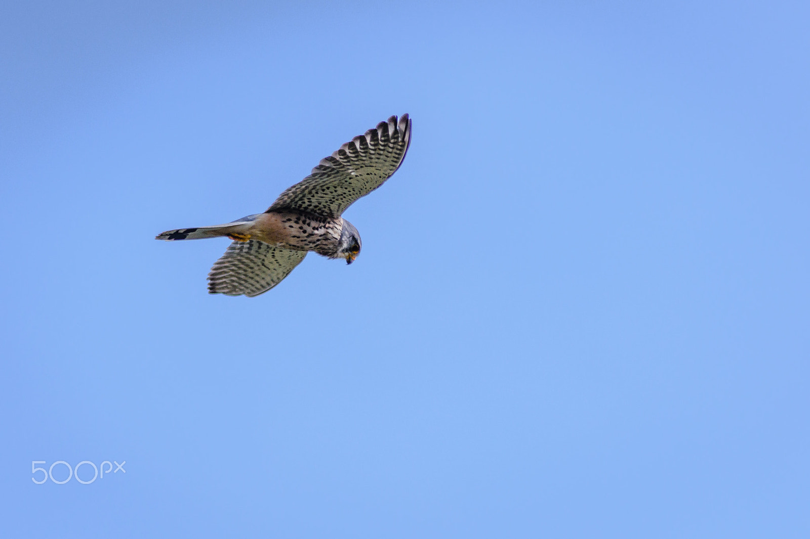 Sigma 70-200mm F2.8 EX DG OS HSM sample photo. Bjp_6421.jpg photography