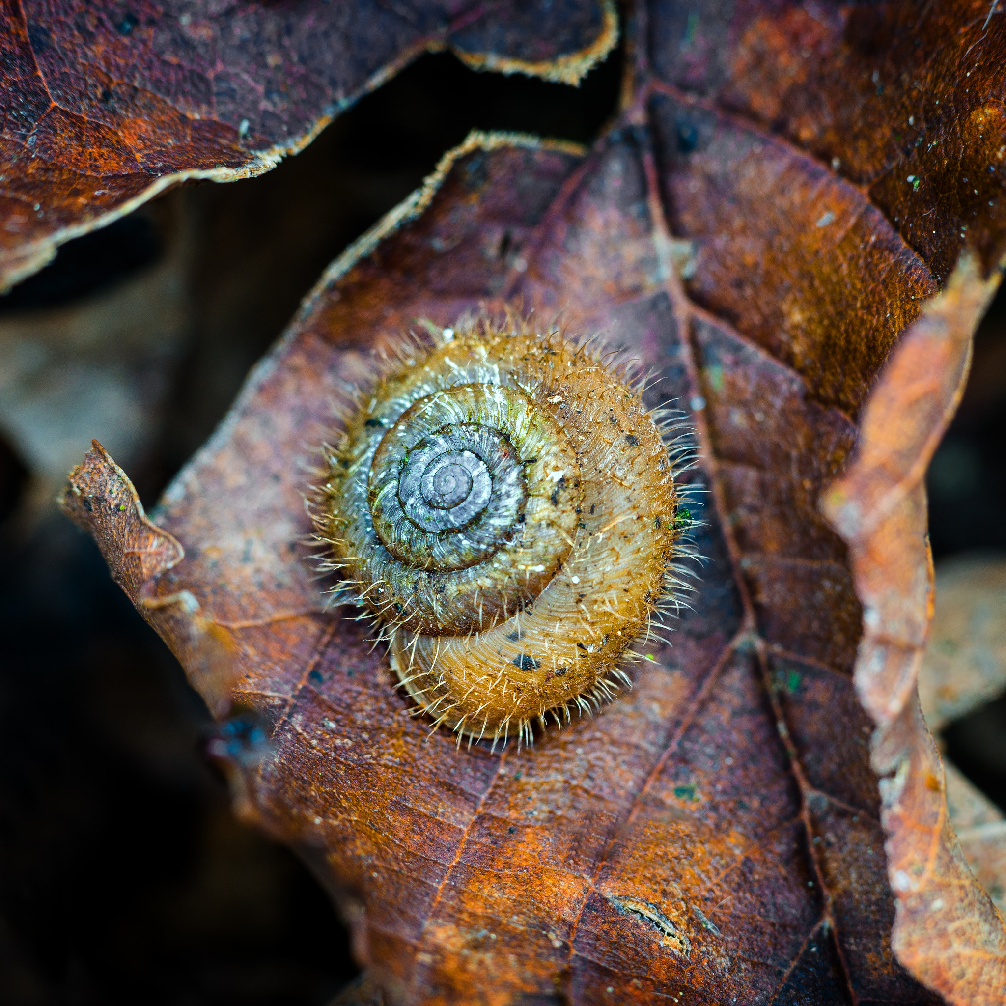 70-200mm F2.8 sample photo. Hairy snail photography