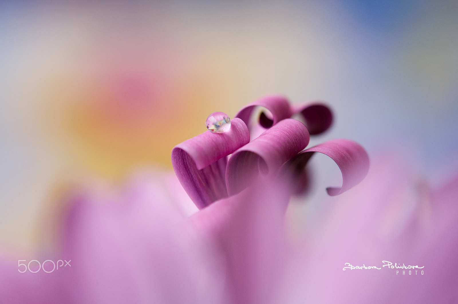 Nikon AF-S Micro-Nikkor 60mm F2.8G ED sample photo. Curly photography
