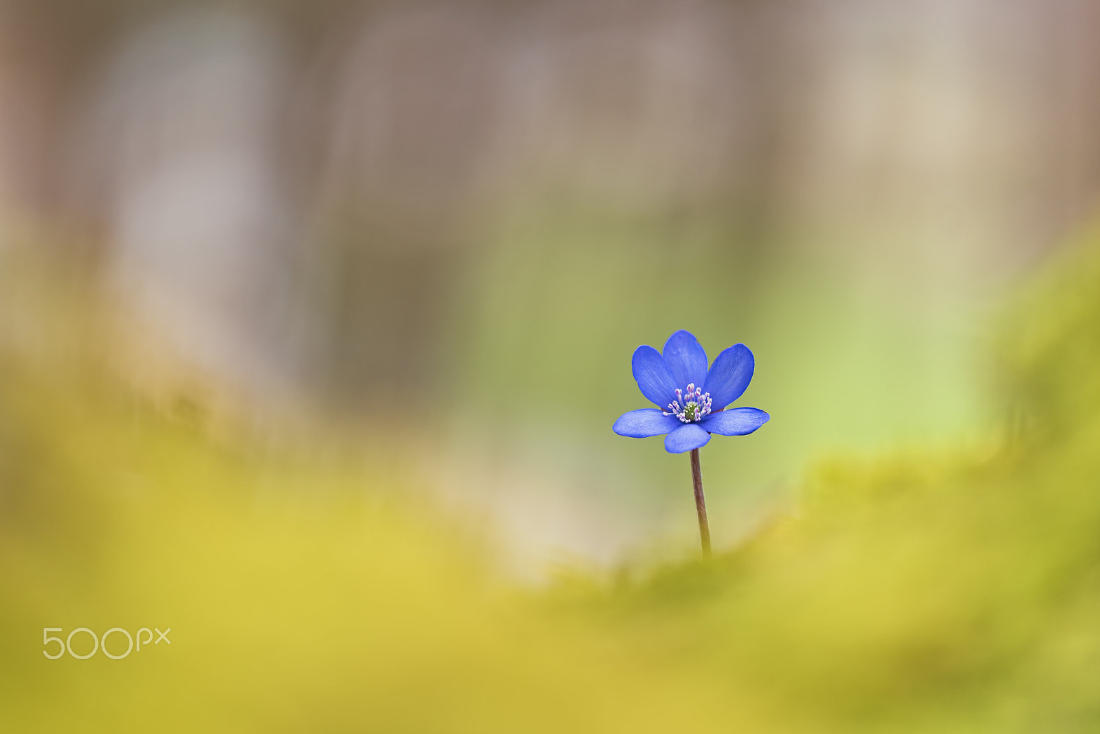 Sigma 150mm F2.8 EX DG Macro HSM sample photo. Anemone hepatica photography
