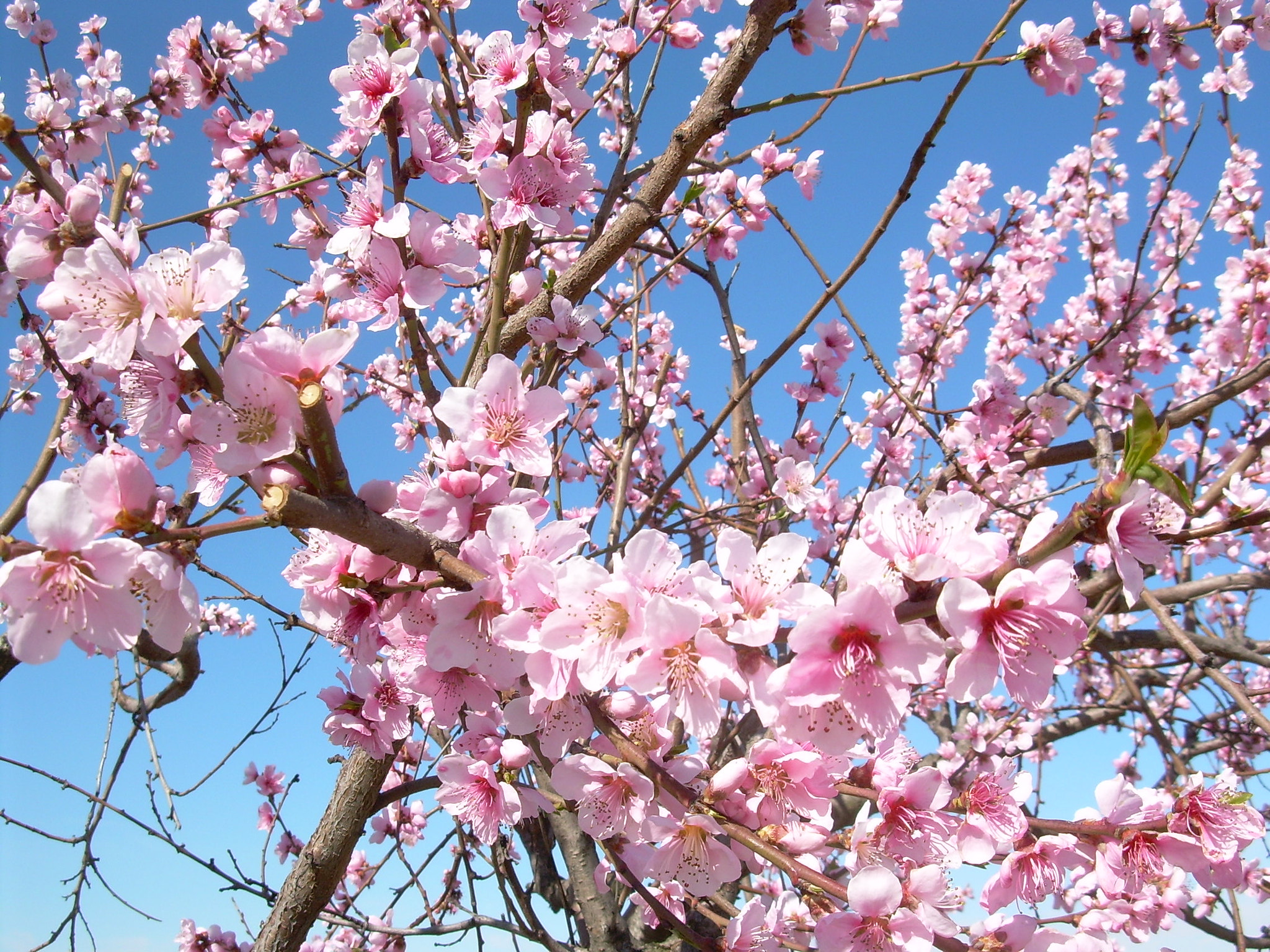 Nikon COOLPIX L4 sample photo. Pink spring photography