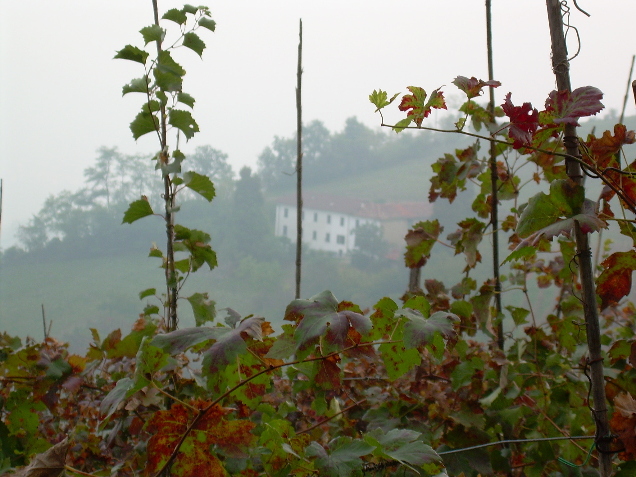 Nikon COOLPIX L4 sample photo. The house on the hill photography