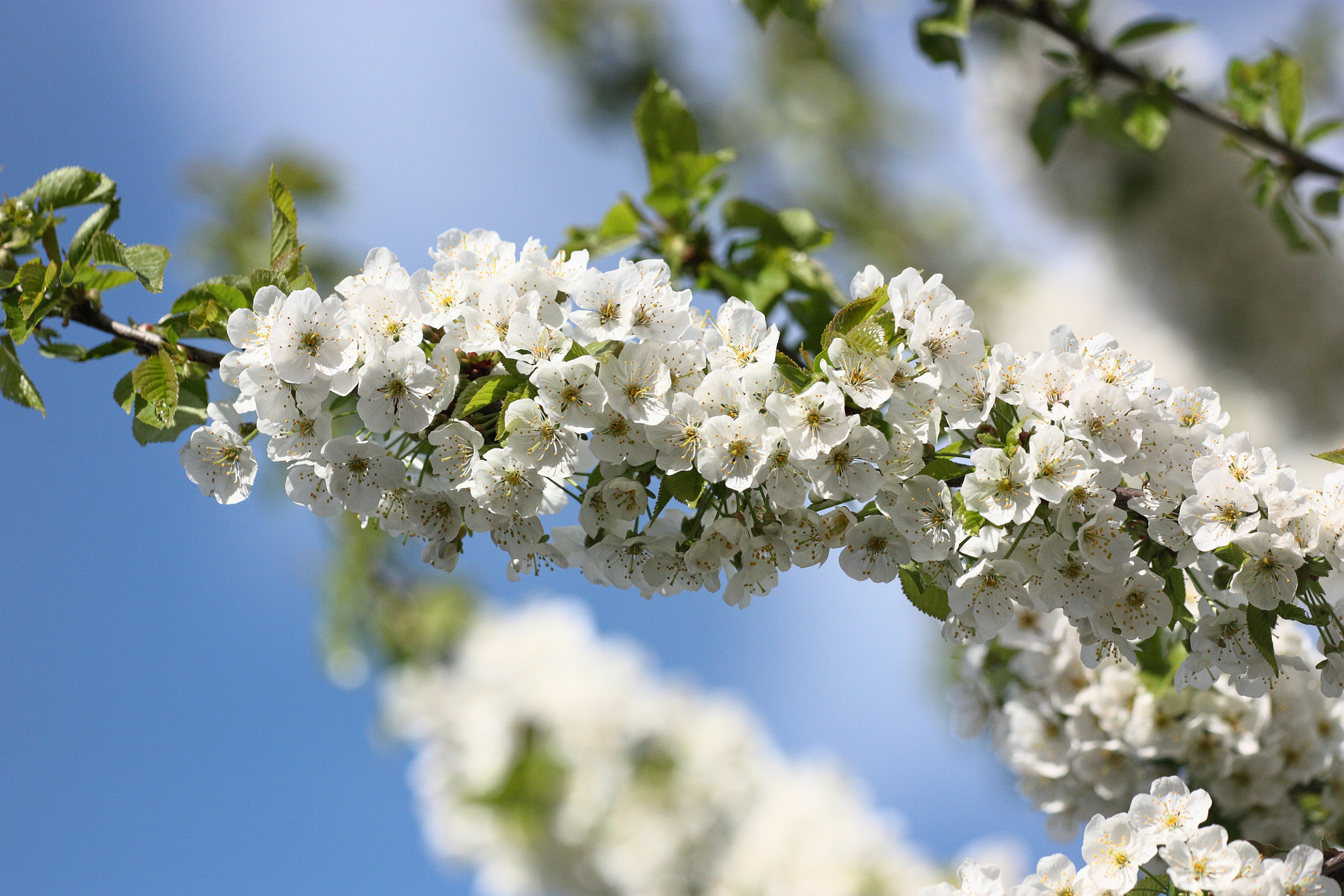 Sigma APO Macro 150mm f/2.8 EX DG HSM sample photo. Cherry blossom photography