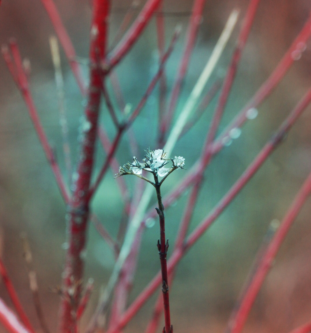 Sony E 18-200mm F3.5-6.3 OSS LE sample photo. Sparkle photography