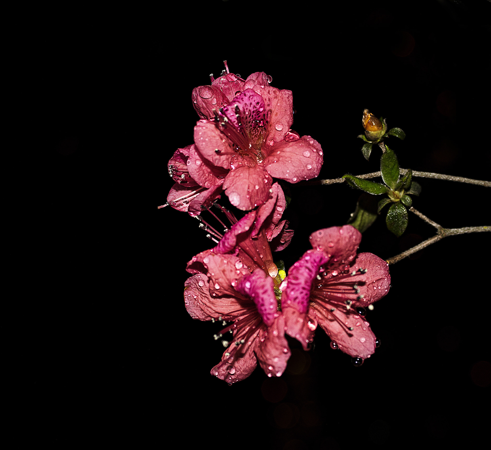 Pentax K-3 sample photo. Flower photography