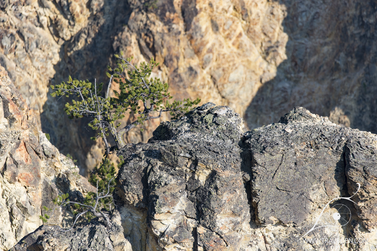 Sigma 150-600mm F5-6.3 DG OS HSM | C sample photo. Grand canyon of the yellowstone photography