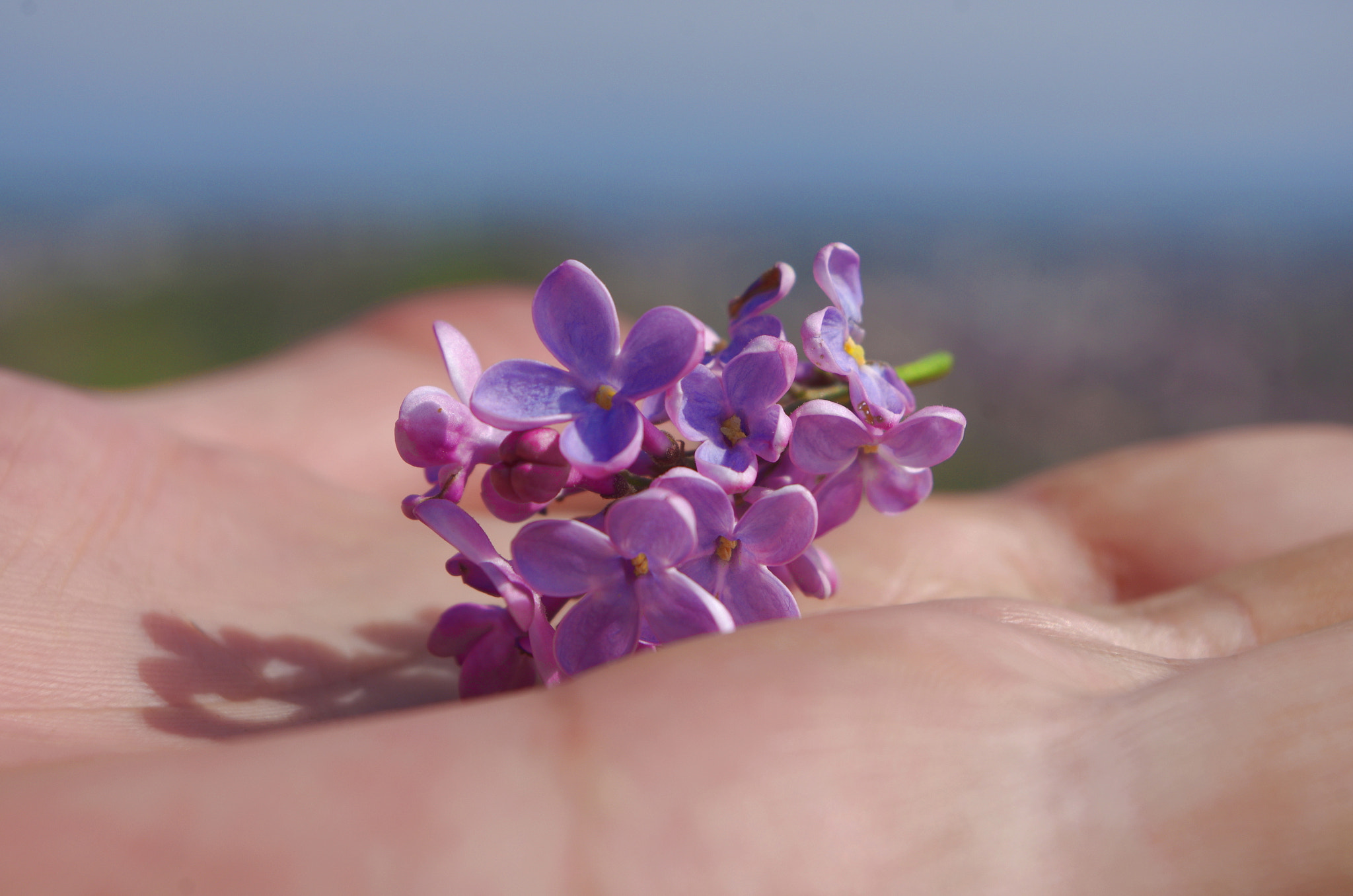 Pentax K-5 sample photo. Lilac photography