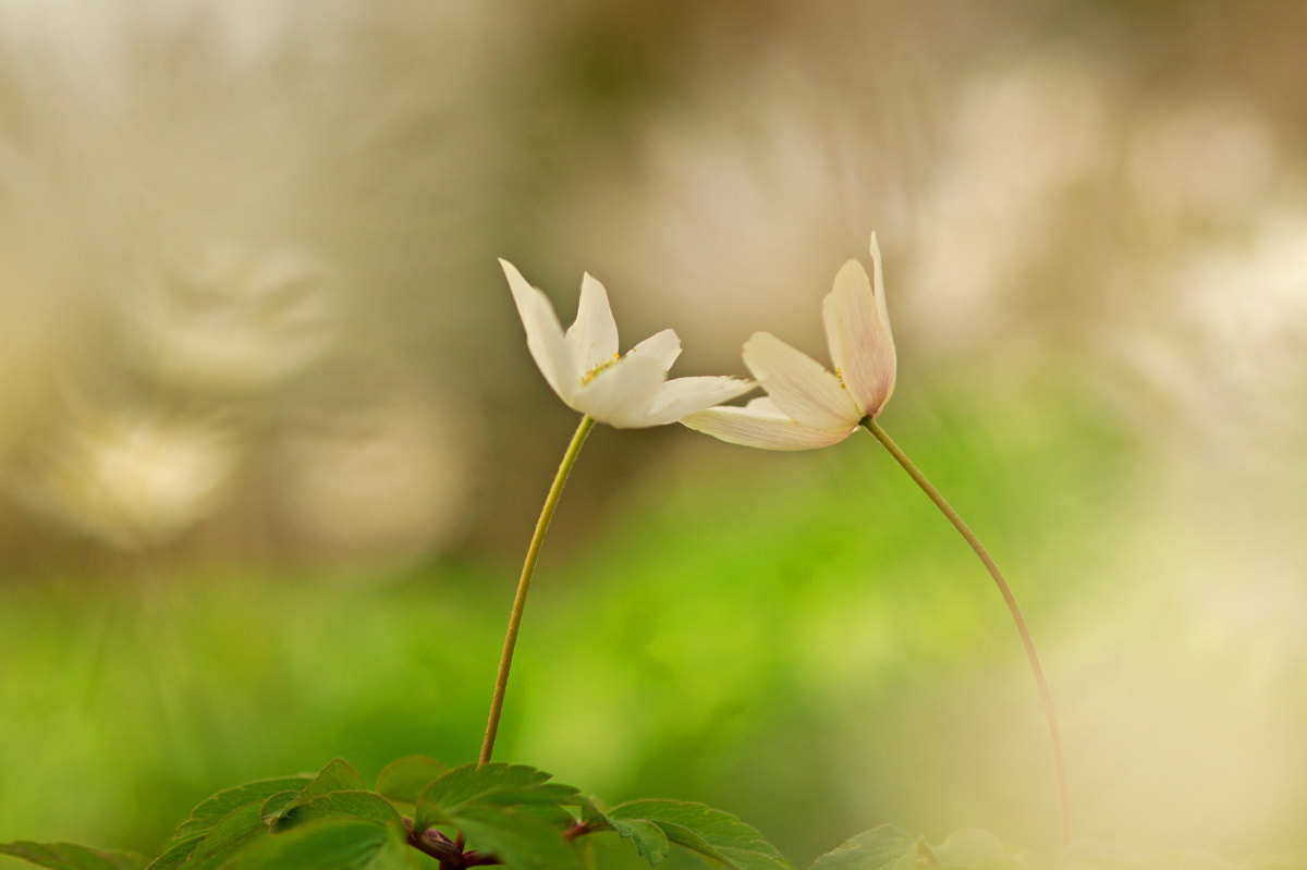 Sony Alpha DSLR-A550 + Sony 100mm F2.8 Macro sample photo. Touching photography