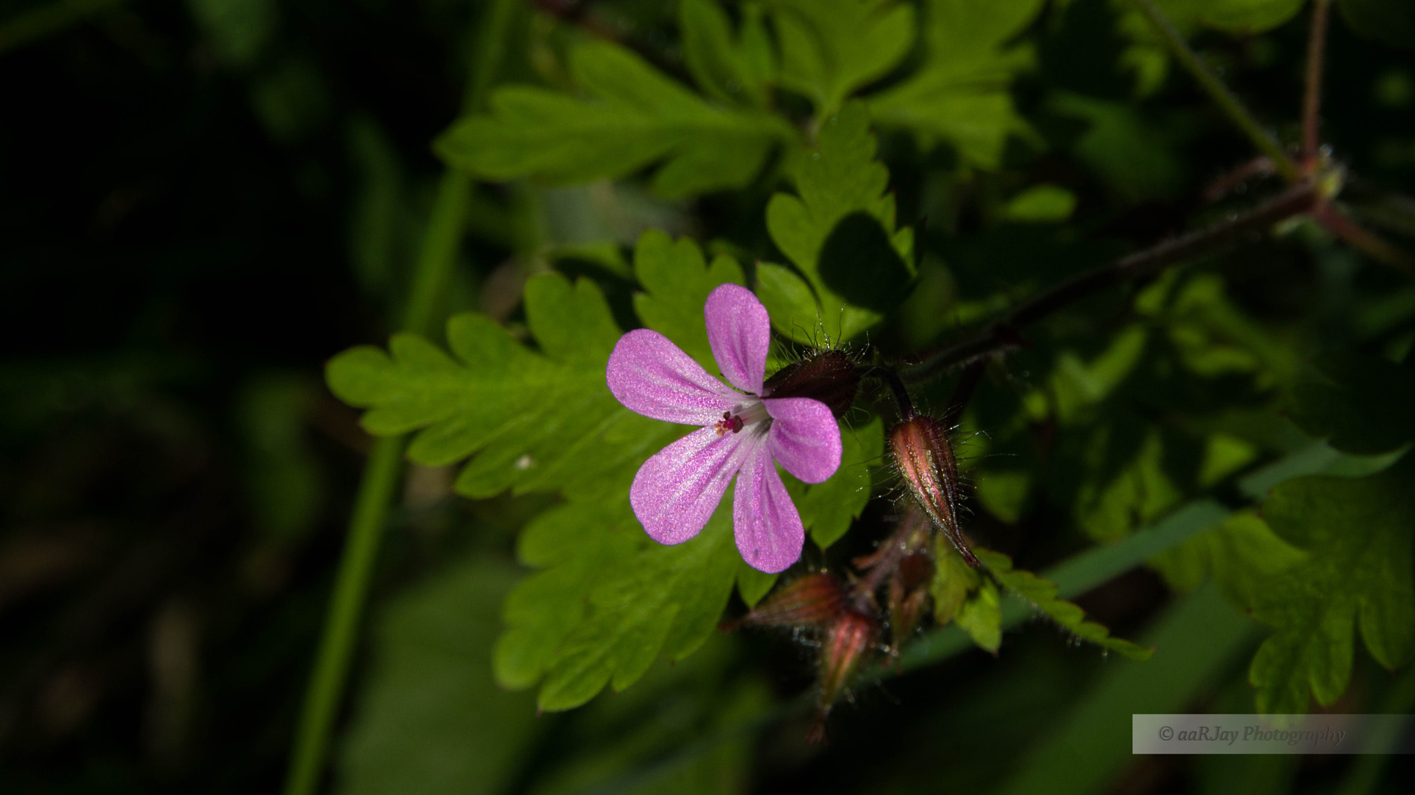 Sony SLT-A77 sample photo. 18129001169.jpg photography
