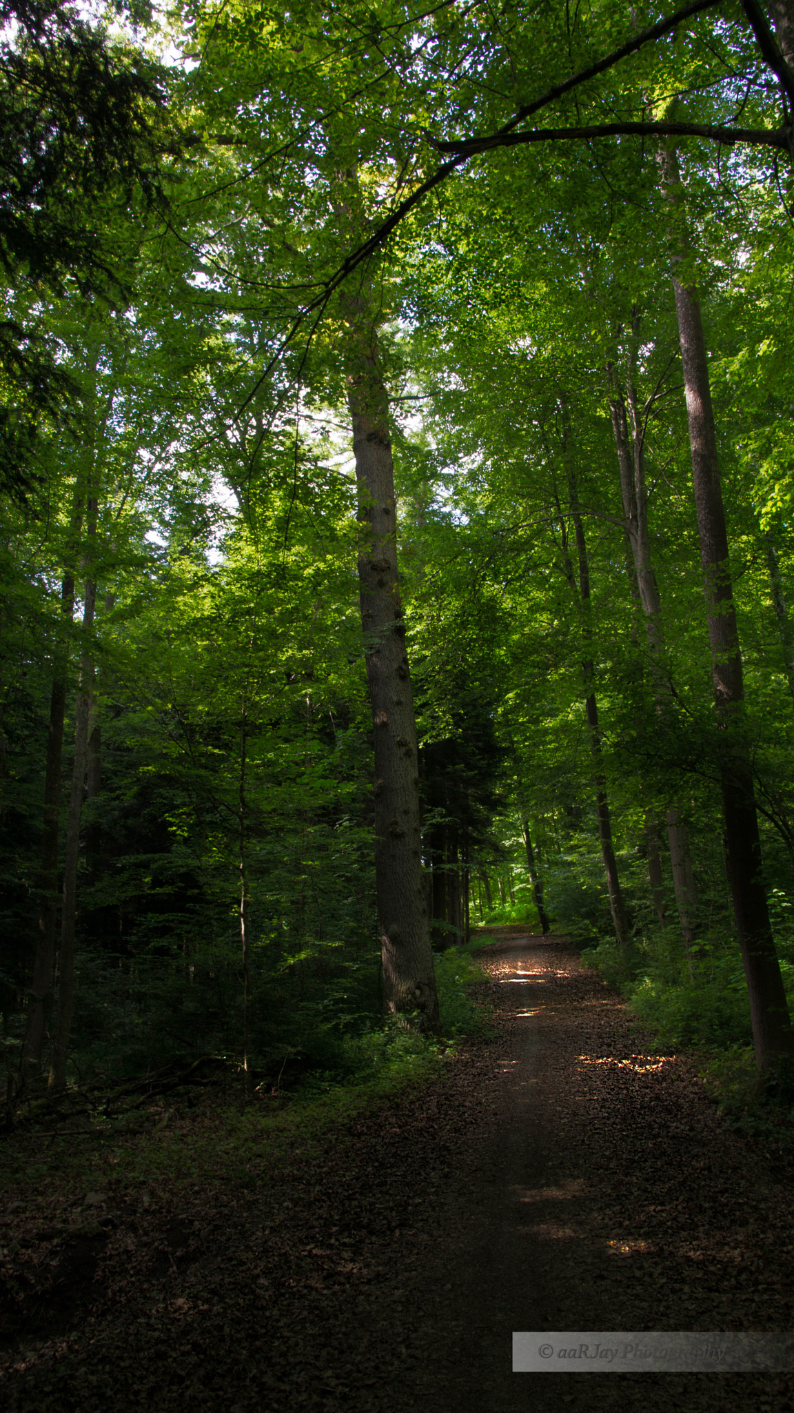 Sony SLT-A77 sample photo. 17606970113.jpg photography