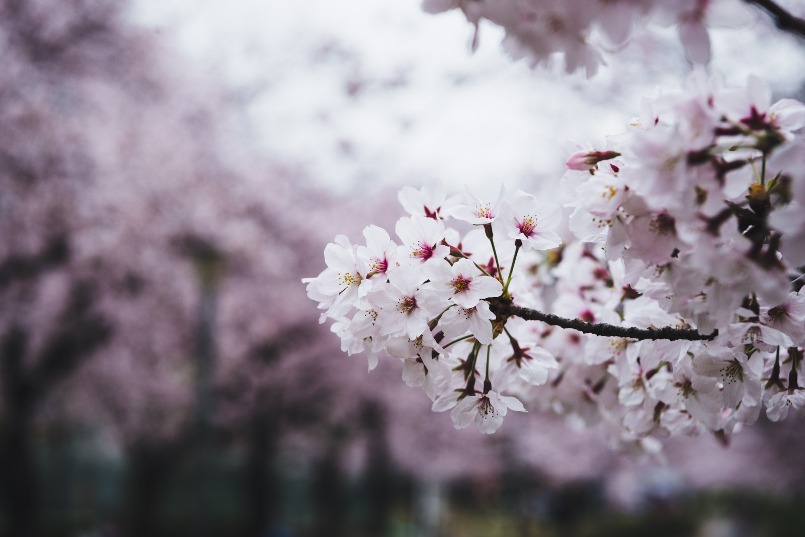 Nikon AF-S Nikkor 24-70mm F2.8E ED VR sample photo. Sakura. photography