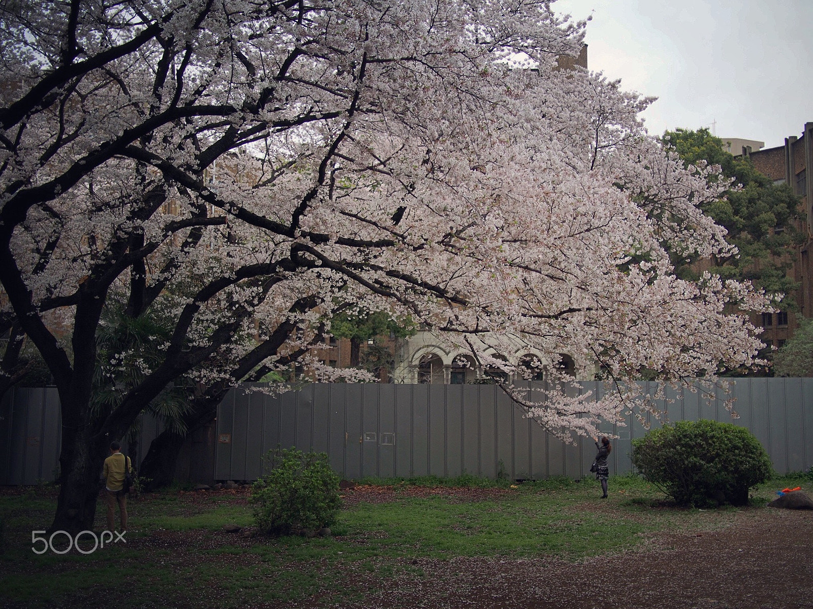 Olympus PEN E-PM2 + LUMIX G 20/F1.7 II sample photo. Distance between two photography