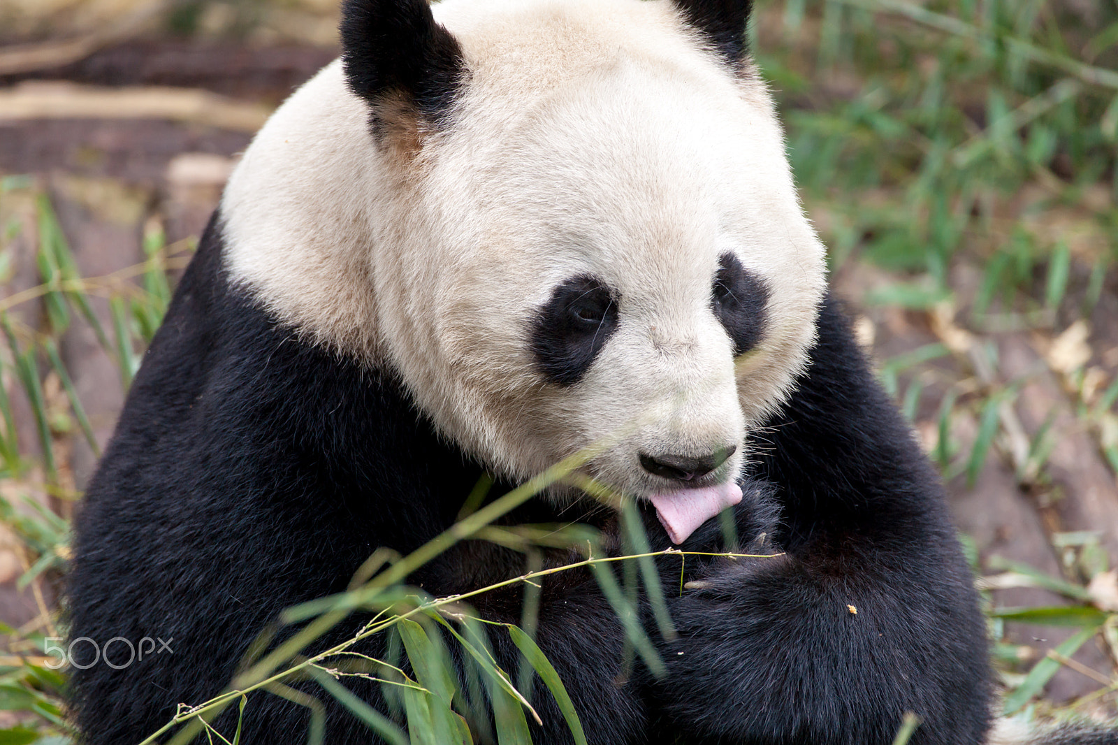 Sony 70-300mm F4.5-5.6 G SSM sample photo. I am full. photography