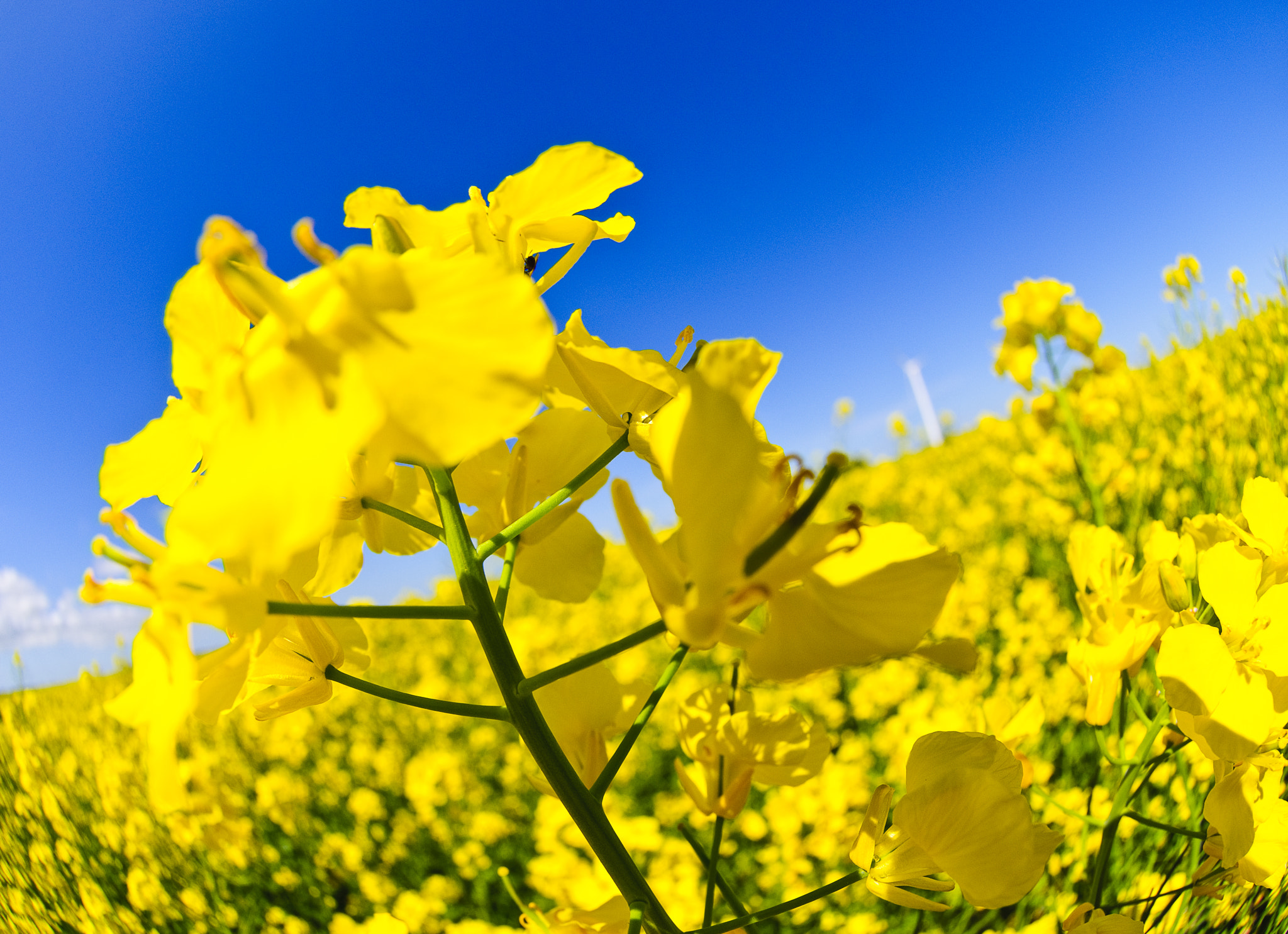 Nikon AF DX Fisheye-Nikkor 10.5mm F2.8G ED sample photo. Rapeseed photography