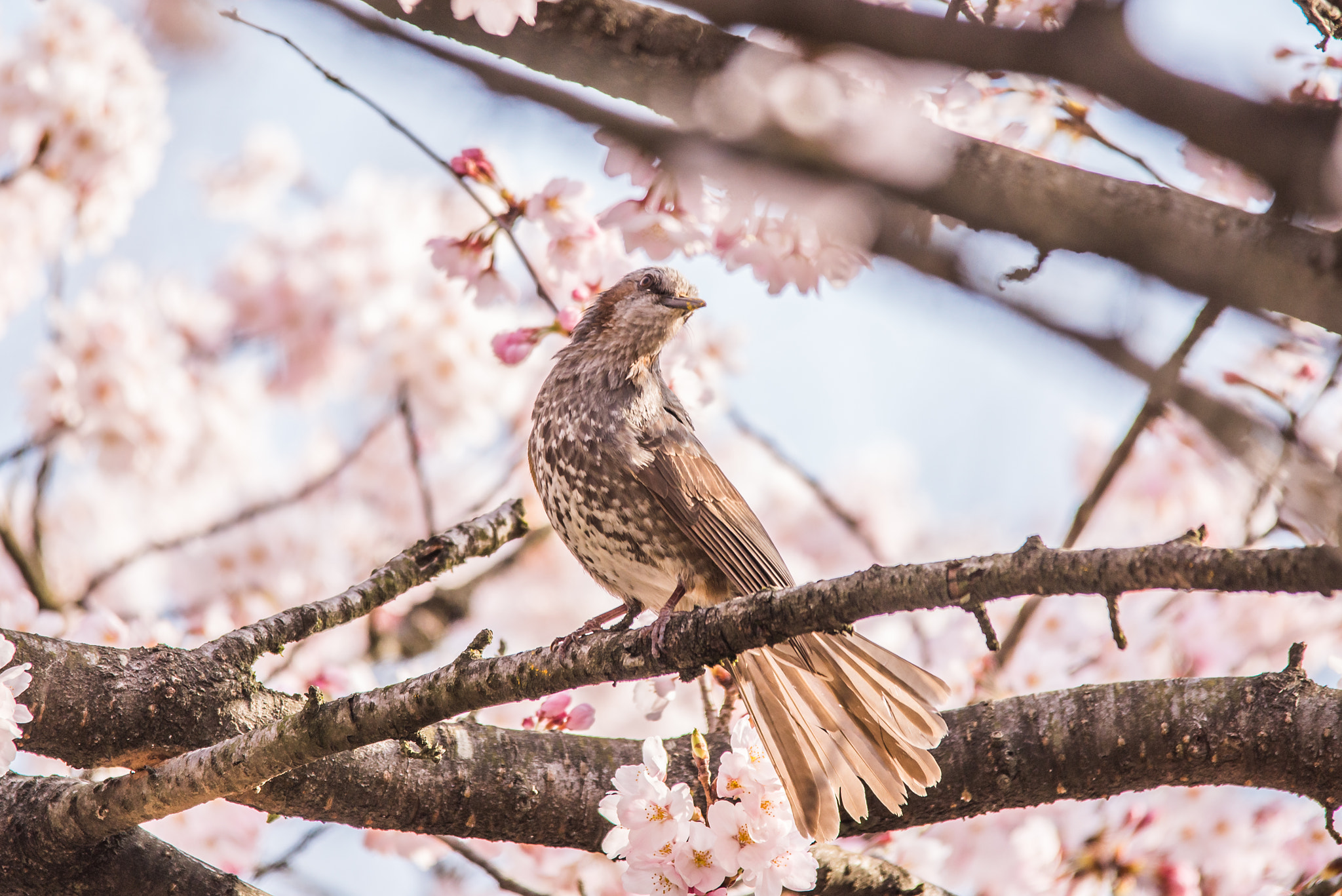 Sigma 150-500mm F5-6.3 DG OS HSM sample photo. Proudly photography