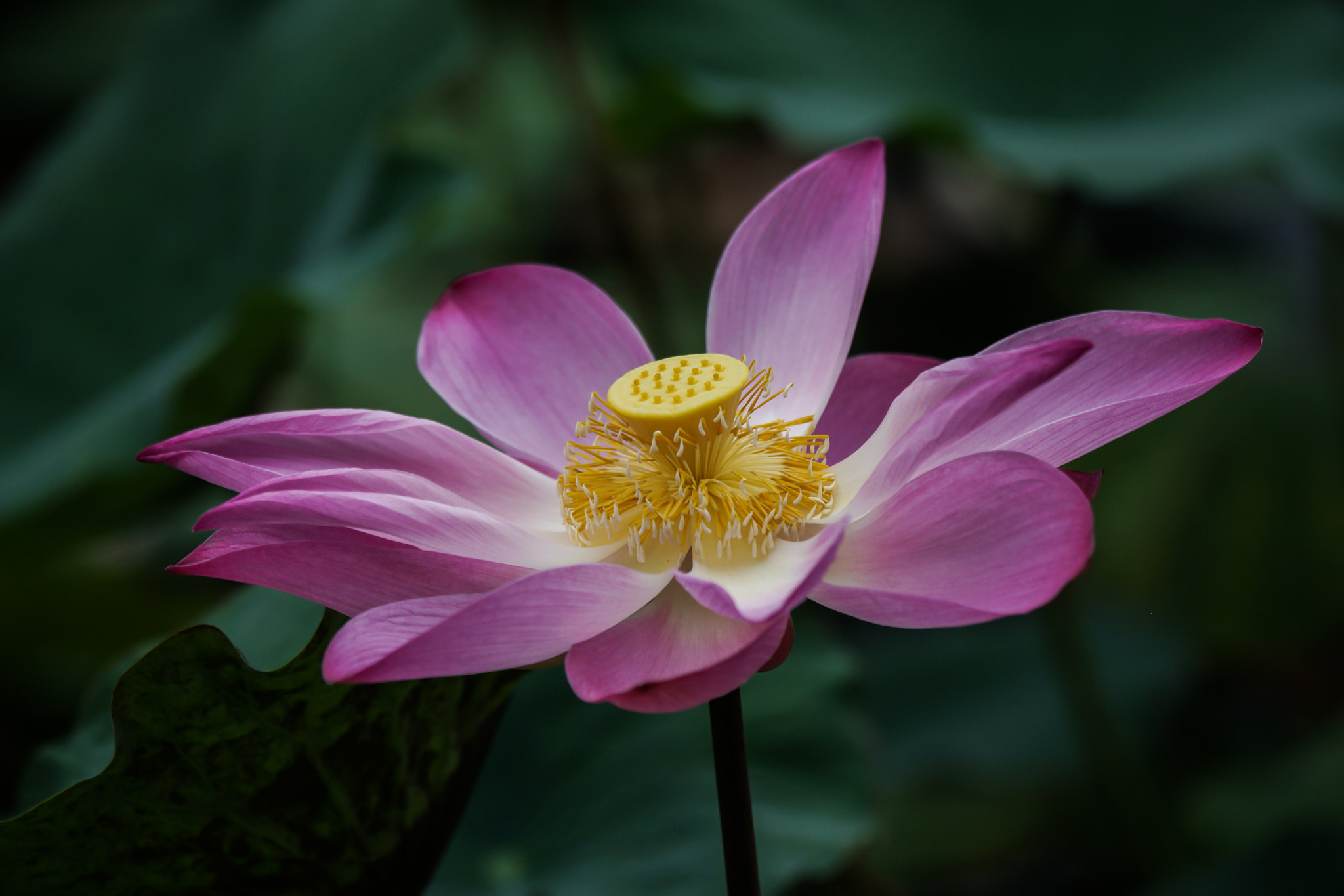 Sony a7 + Sony 70-400mm F4-5.6 G SSM sample photo. Dsc01053.jpg photography