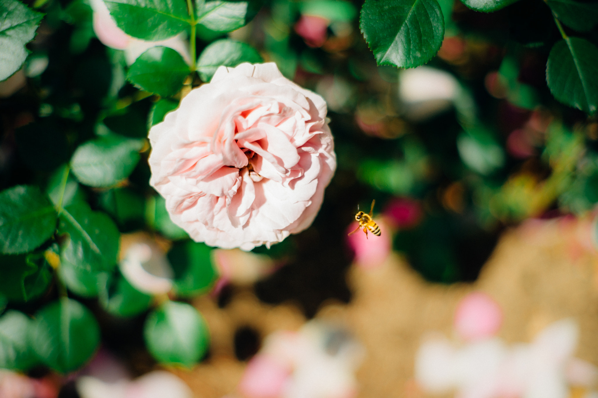 Sony Alpha DSLR-A850 + Minolta AF 50mm F1.7 sample photo. Landscape photography