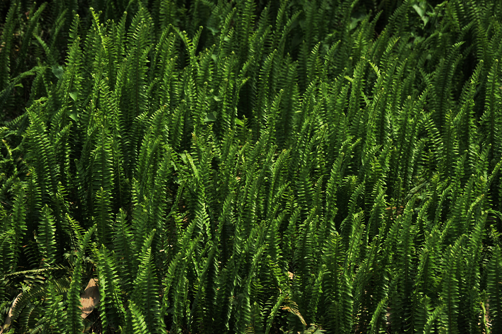 Nikon D3S sample photo. ...蕨... photography