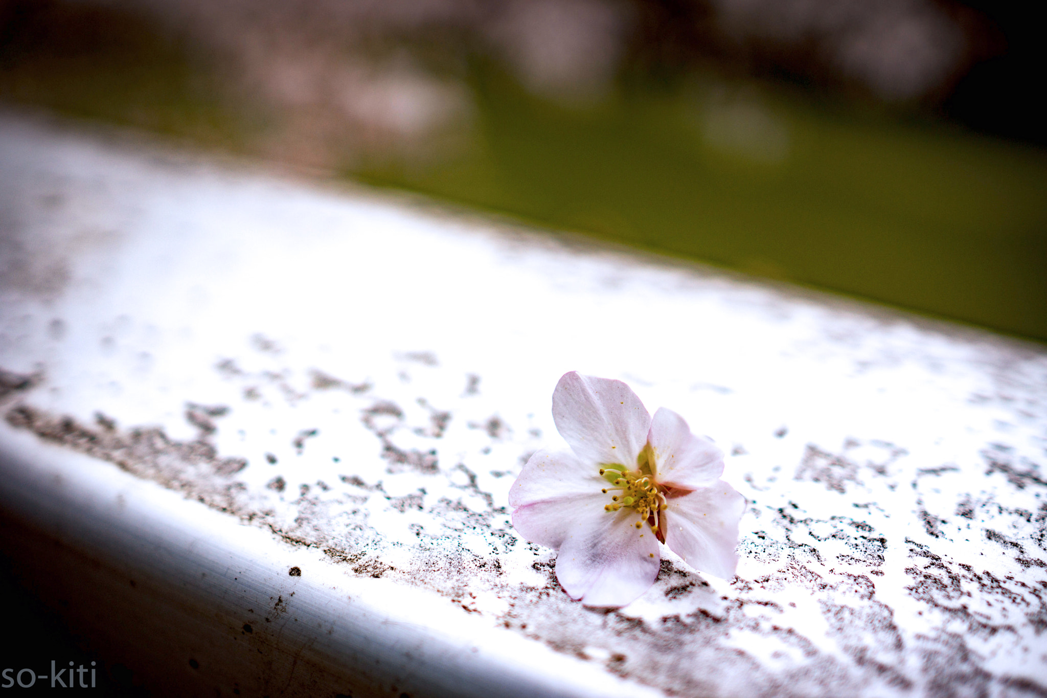 Sony Alpha NEX-7 + Sony Sonnar T* E 24mm F1.8 ZA sample photo. Sakura photography