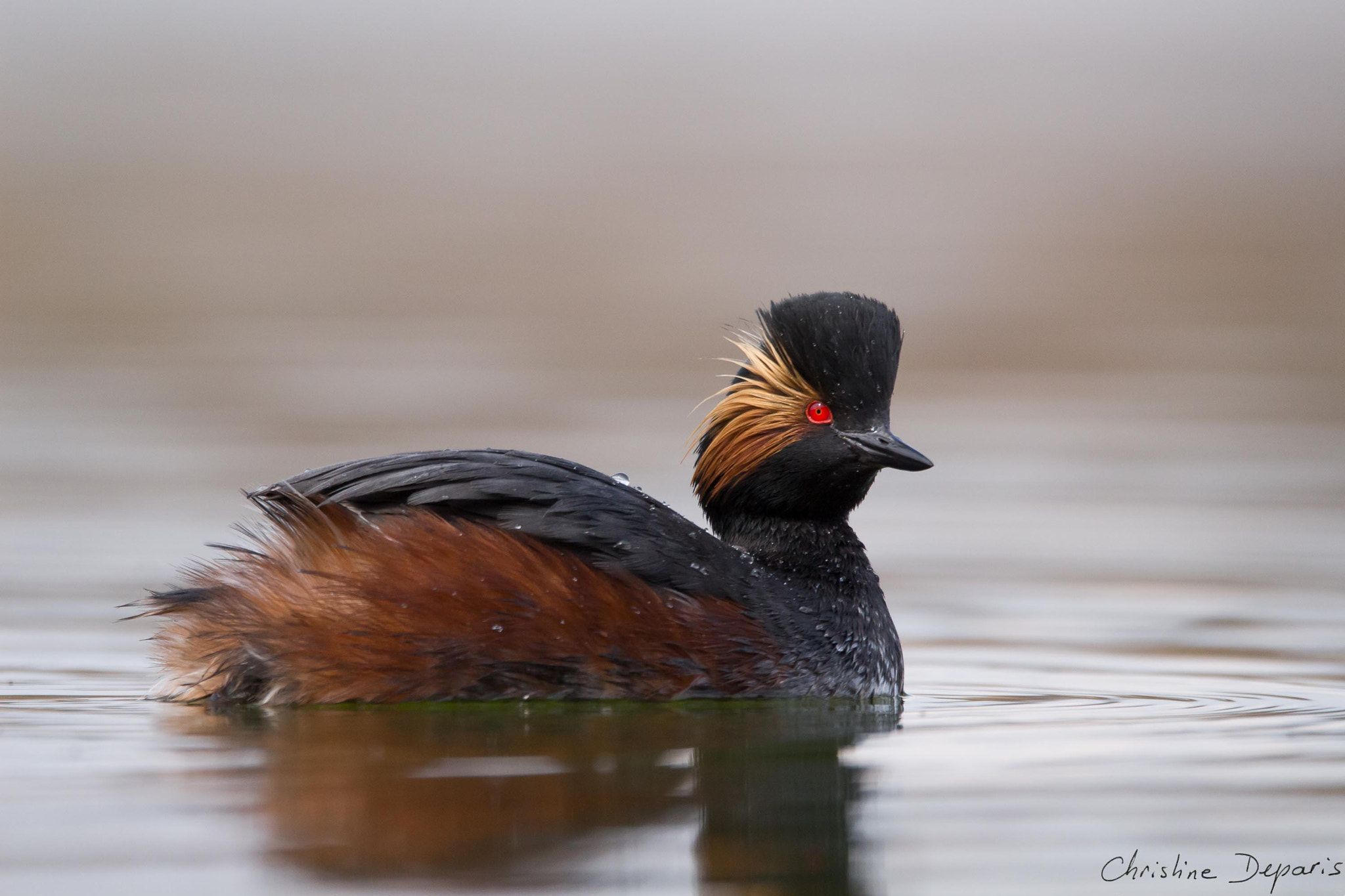 Sigma 150-600mm F5-6.3 DG OS HSM | C sample photo. Black-necked grebe photography