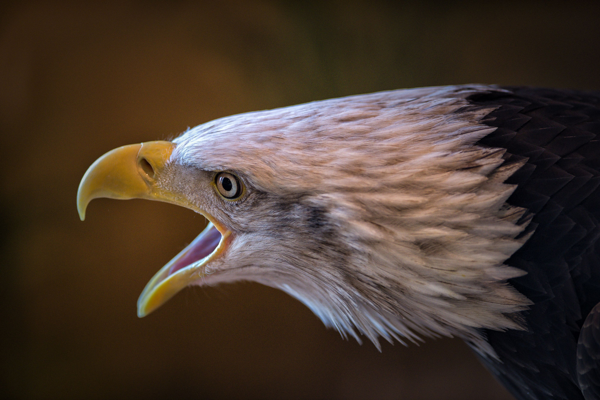 AF-S Nikkor 300mm f/2.8D IF-ED II sample photo. Protecting his territory photography
