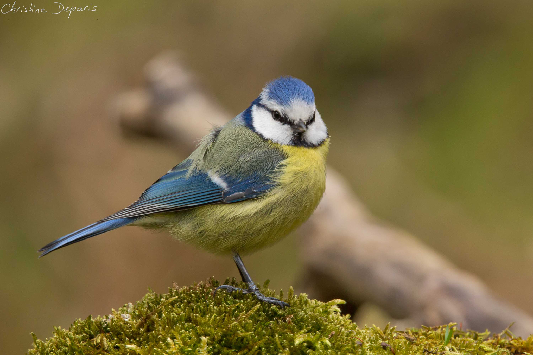 Sigma 150-600mm F5-6.3 DG OS HSM | C sample photo. Blue tit photography