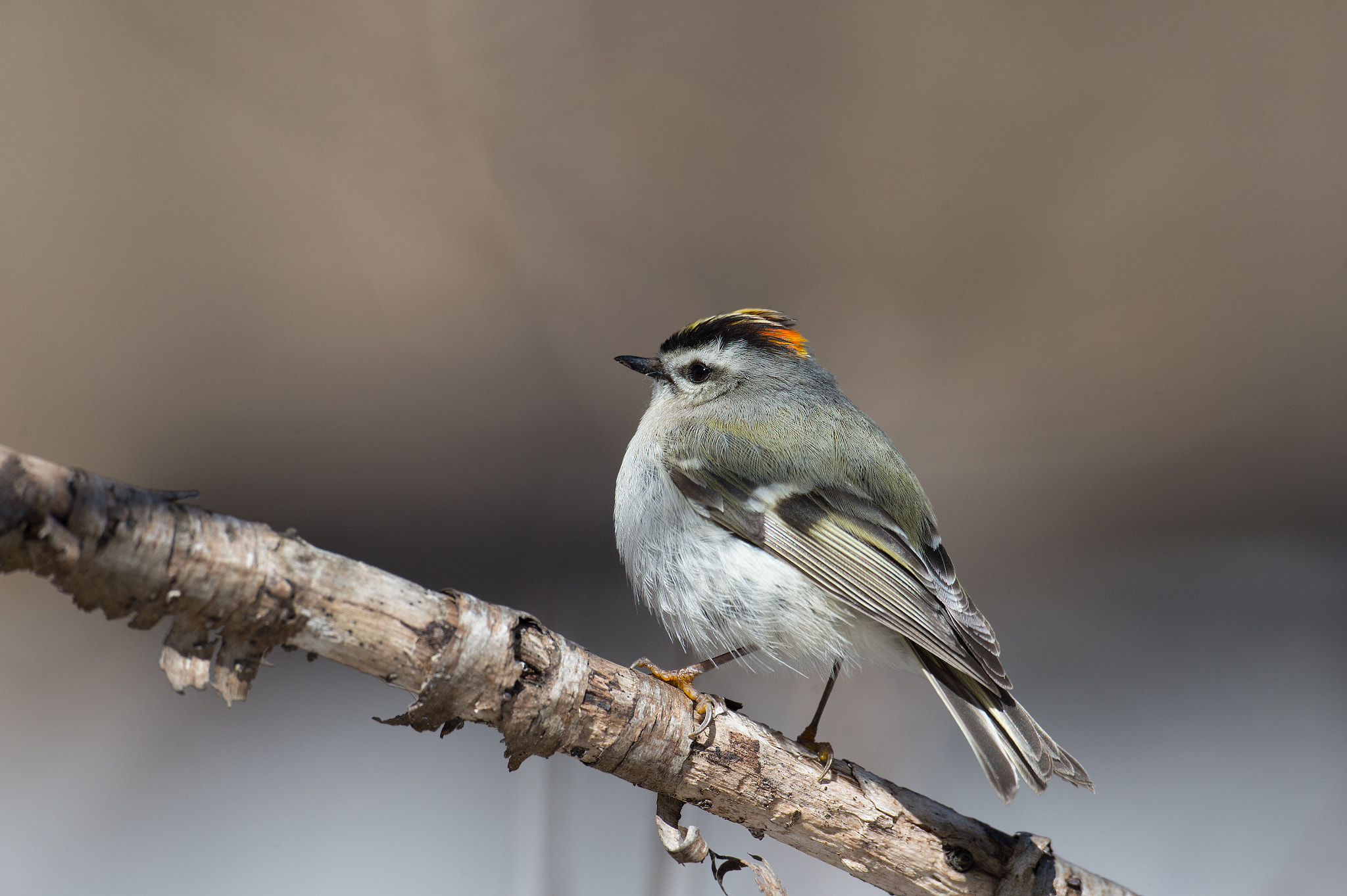 Sigma 24-60mm F2.8 EX DG sample photo. Roitelet a couronne doree - regulus satrapa - golden-crowned photography