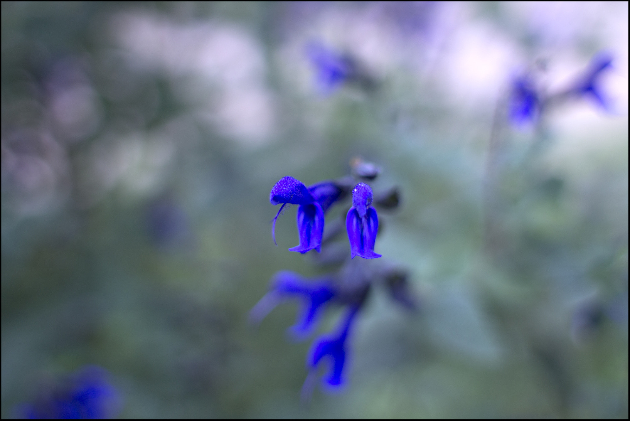 Canon EF 28mm F1.8 USM sample photo. Up close and blurred photography