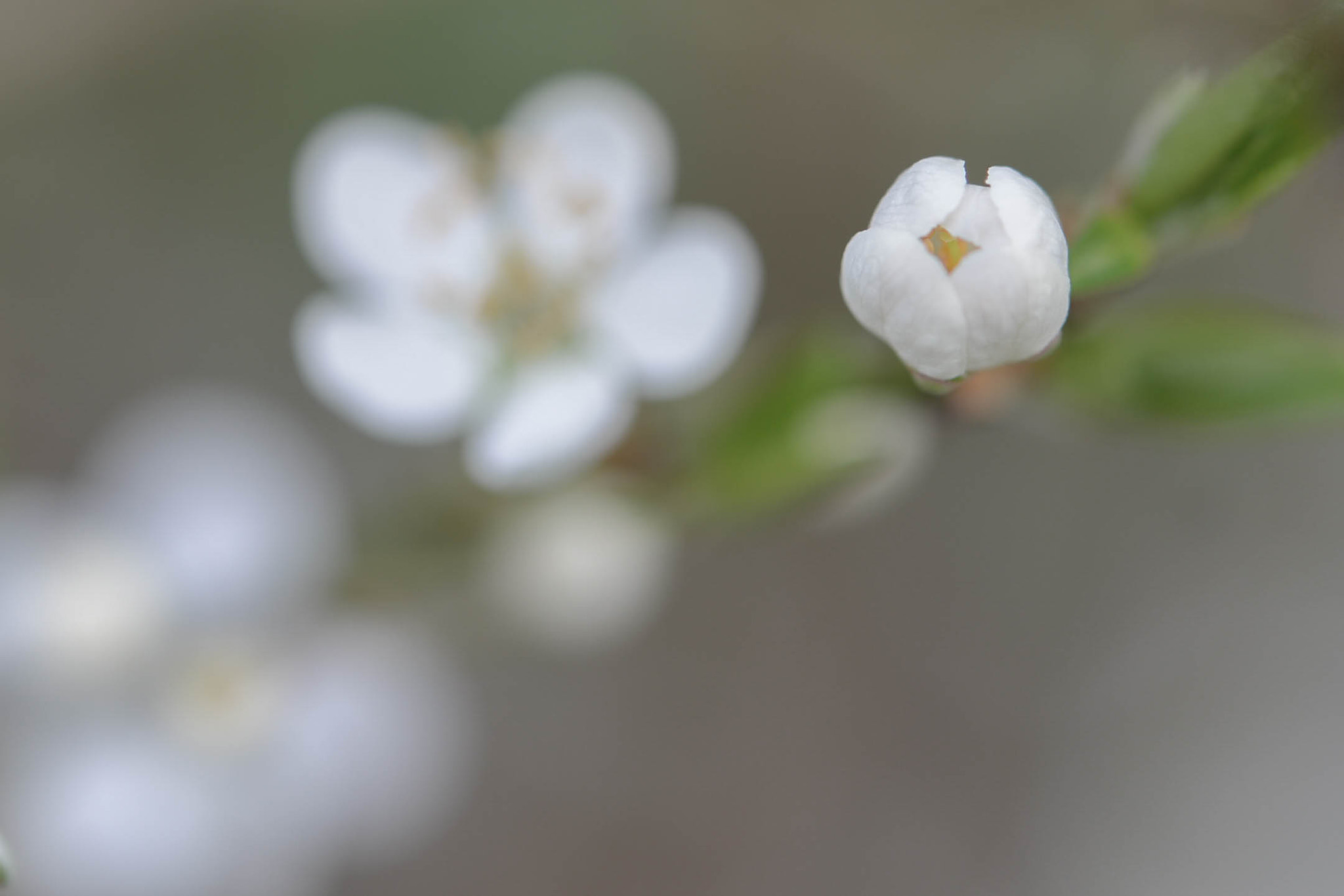 Nikon AF-S Micro-Nikkor 60mm F2.8G ED sample photo. Spring16 photography