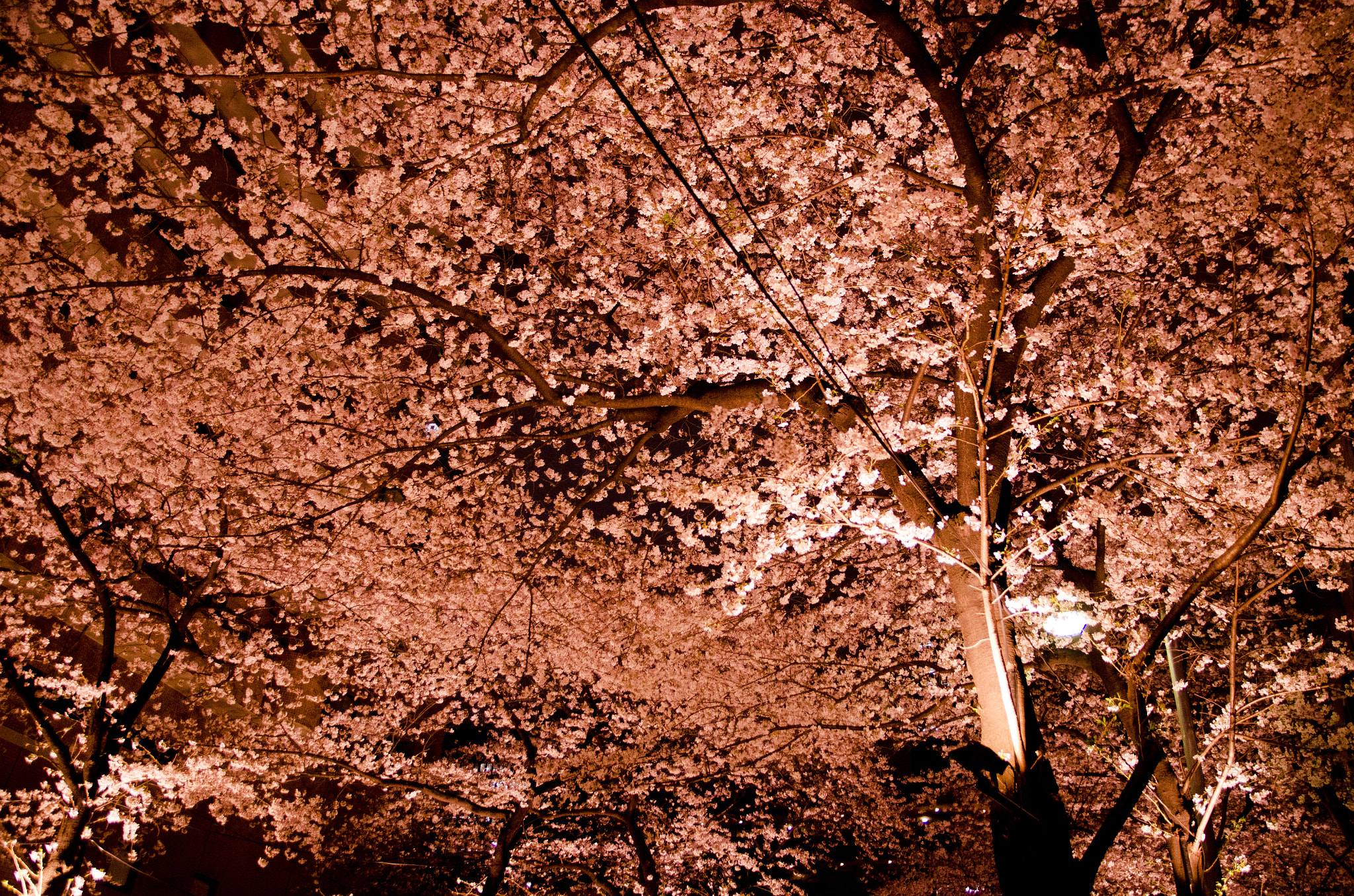 Sigma 17-70mm F2.8-4 DC Macro OS HSM | C sample photo. Cherryblossom photography