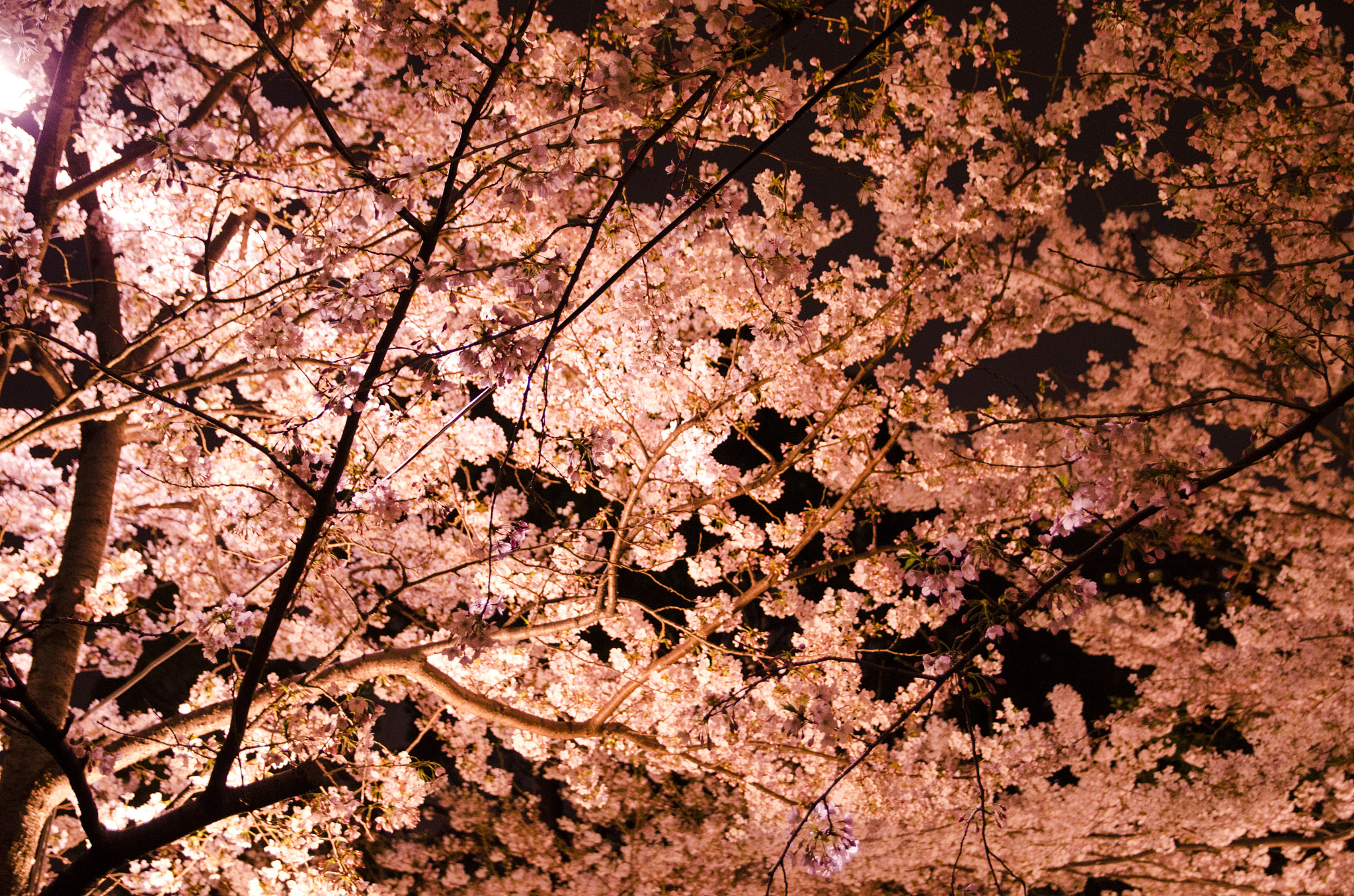 Sigma 17-70mm F2.8-4 DC Macro OS HSM | C sample photo. Cherryblossom photography