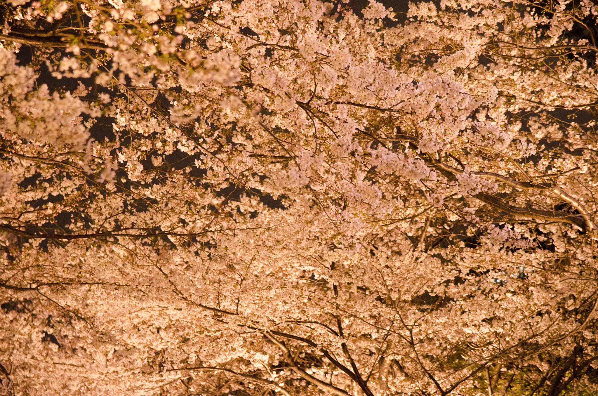 Sigma 17-70mm F2.8-4 DC Macro OS HSM | C sample photo. Cherryblossom photography
