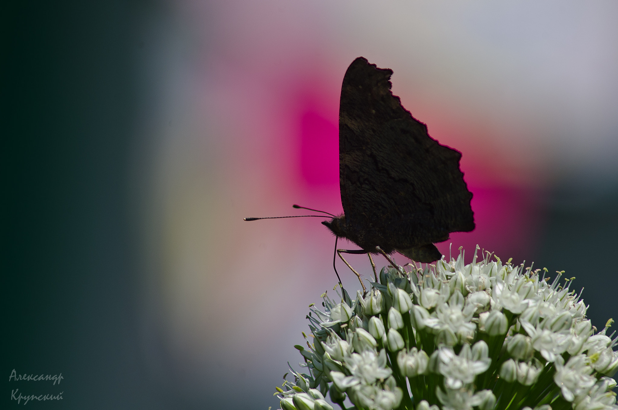 Pentax K-r + Tamron AF 70-300mm F4-5.6 Di LD Macro sample photo. Butterfly dark silhouette photography