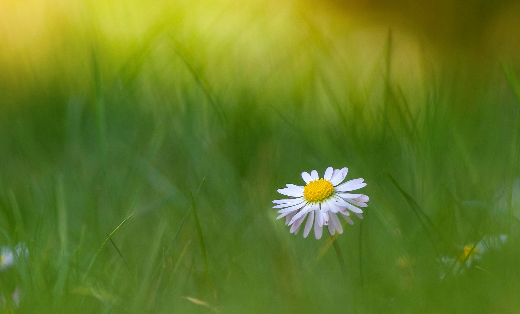 Canon EF 300mm F4L IS USM sample photo. New flower photography