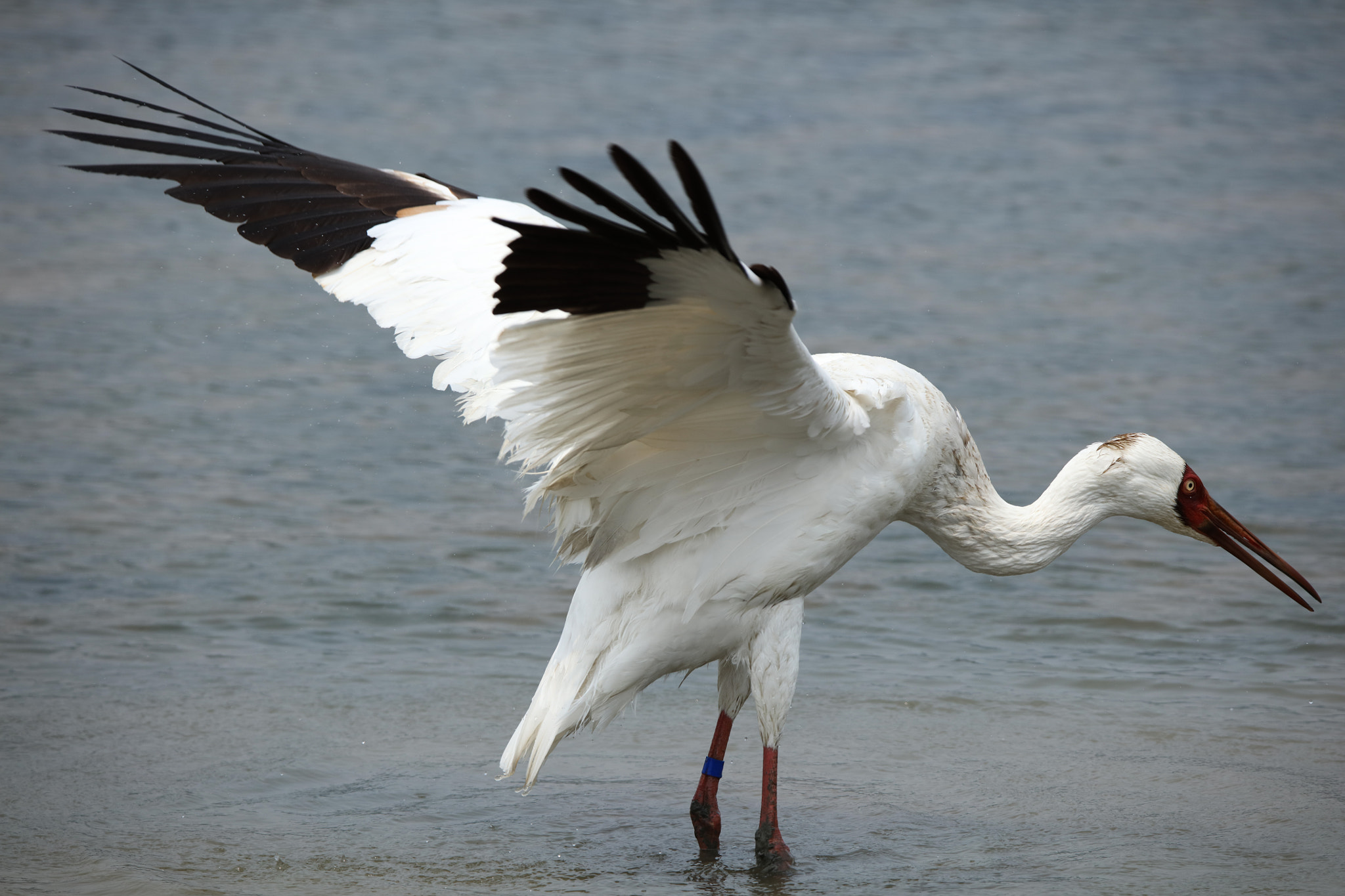 Tamron SP 150-600mm F5-6.3 Di VC USD sample photo. Siberian crane photography