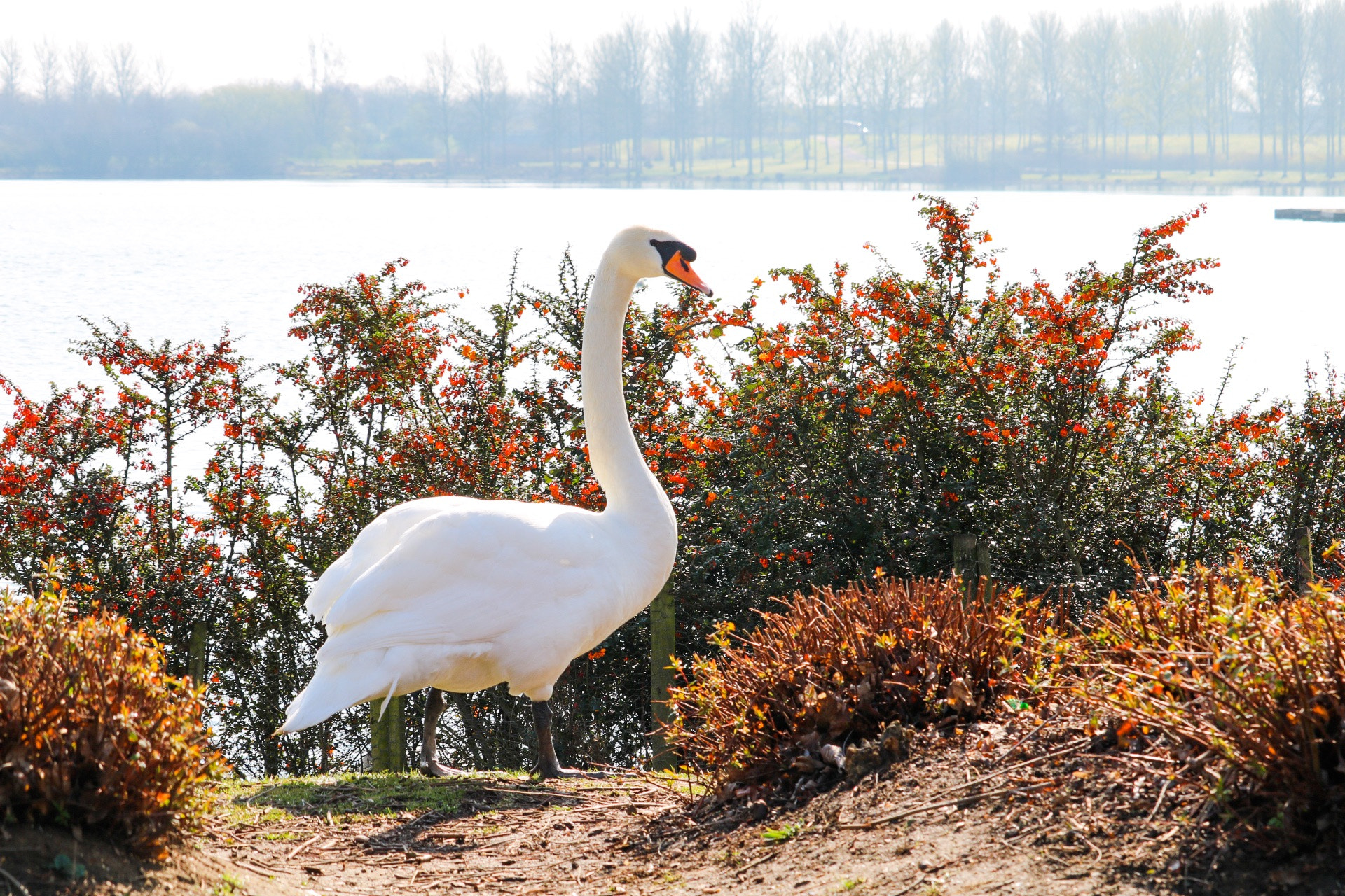 Canon EF-S 55-250mm F4-5.6 IS STM sample photo. Starting to get the feel with my new camera now, t ... photography