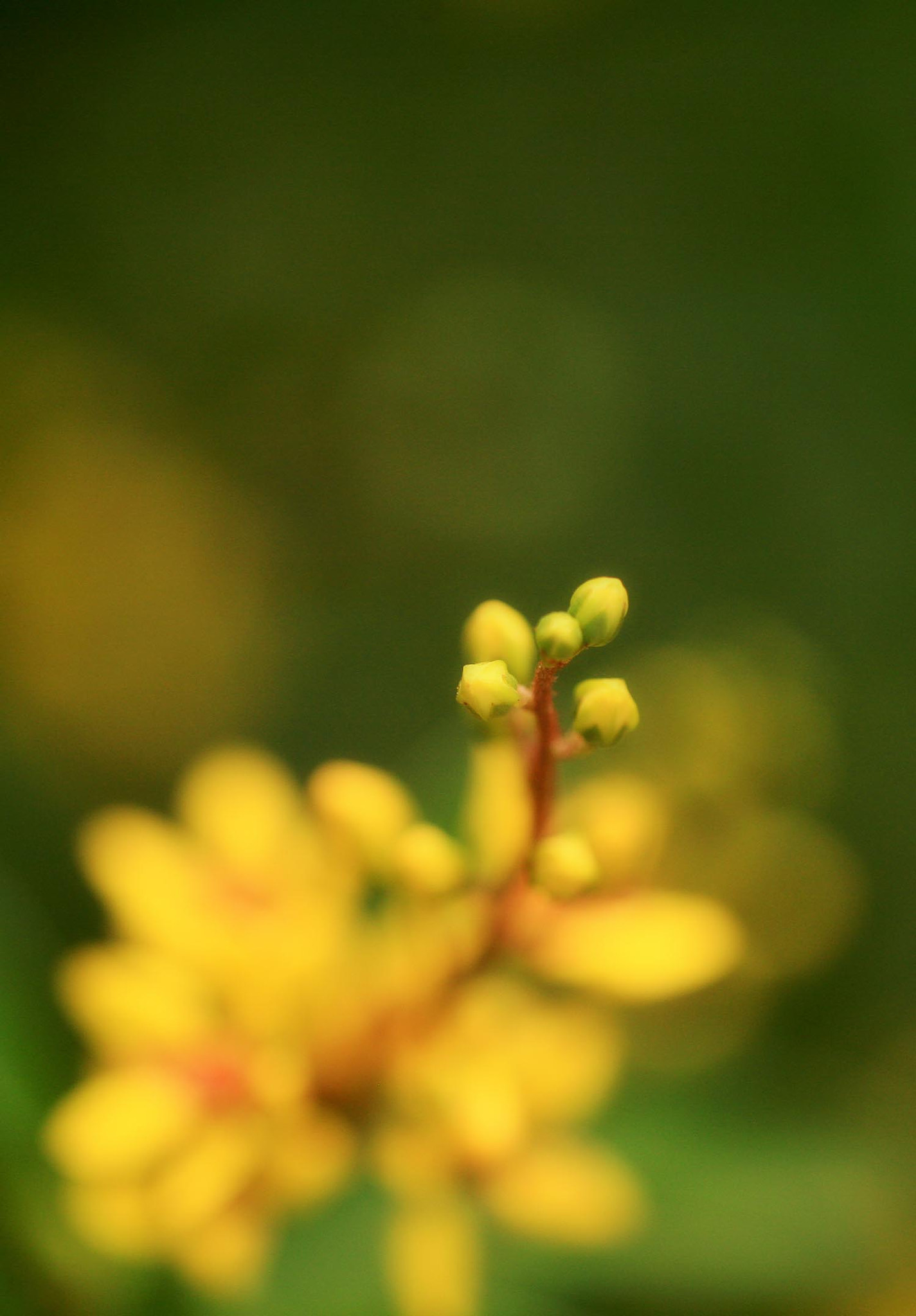 Sigma APO Macro 150mm f/2.8 EX DG HSM sample photo. Img_9985.jpg photography
