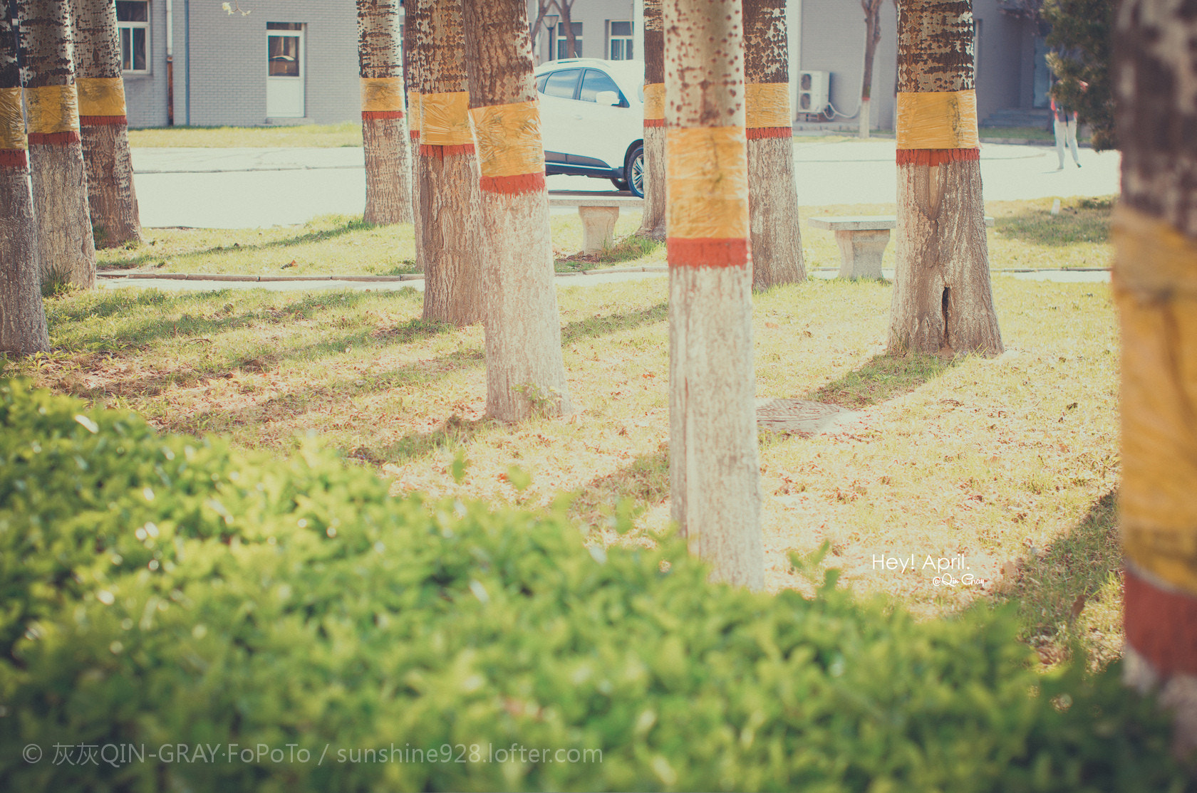 Pentax K-30 + Sigma 50mm F1.4 EX DG HSM sample photo.  「hey!april.」四月华电，一片琉璃的阳光，满眼柔和的色调，温湿的风伴着泥土的清香，新绿色的... photography