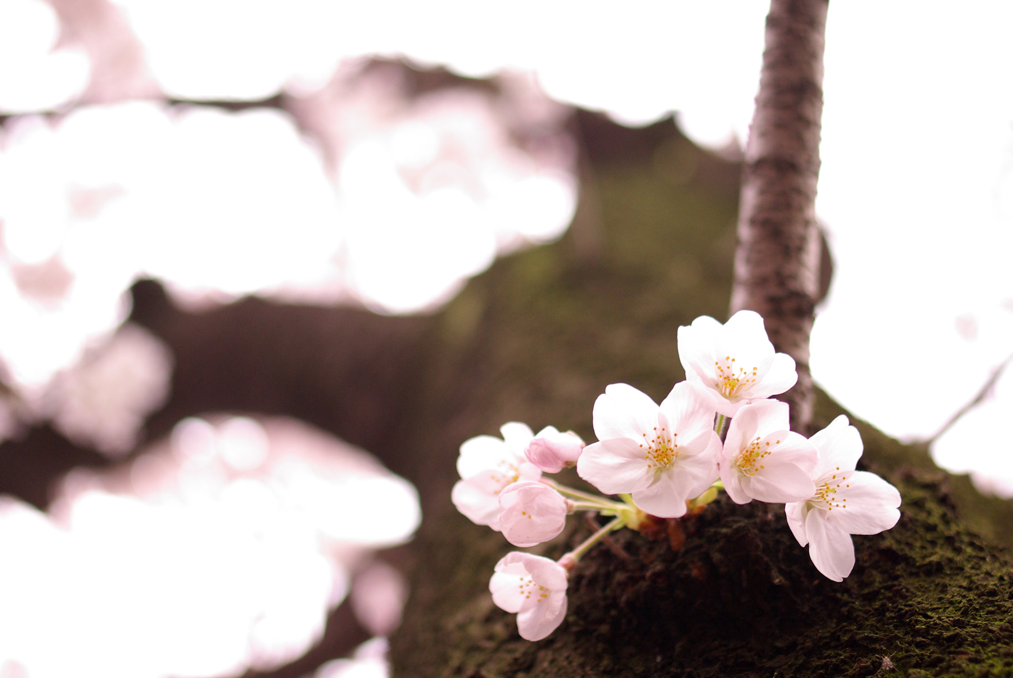 Pentax K10D + Pentax smc DA 35mm F2.4 AL sample photo. 桜(look up cherry blossoms) photography