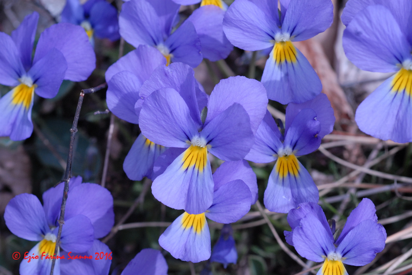 Nikon D200 + AF Micro-Nikkor 60mm f/2.8 sample photo. Viola di eugenia photography