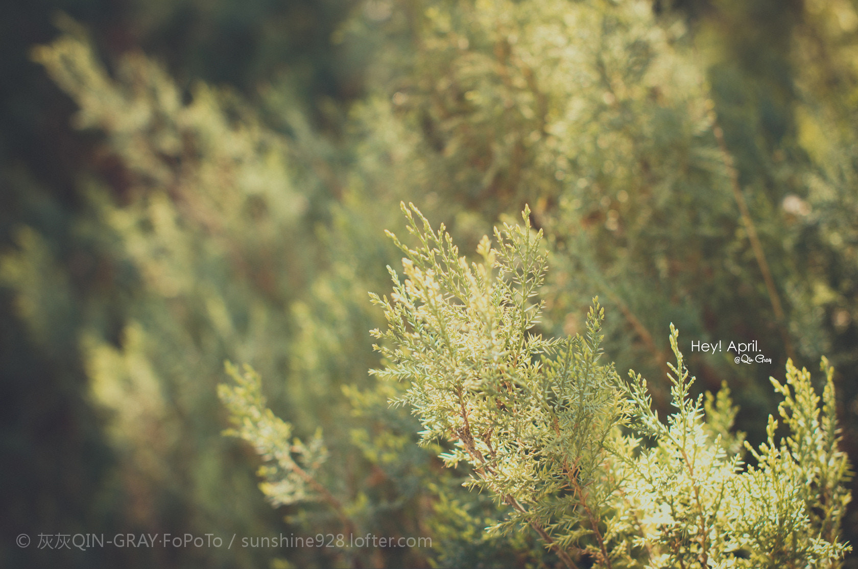 Pentax K-30 + Sigma 50mm F1.4 EX DG HSM sample photo.  「hey!april.」四月华电，一片琉璃的阳光，满眼柔和的色调，温湿的风伴着泥土的清香，新绿色的... photography