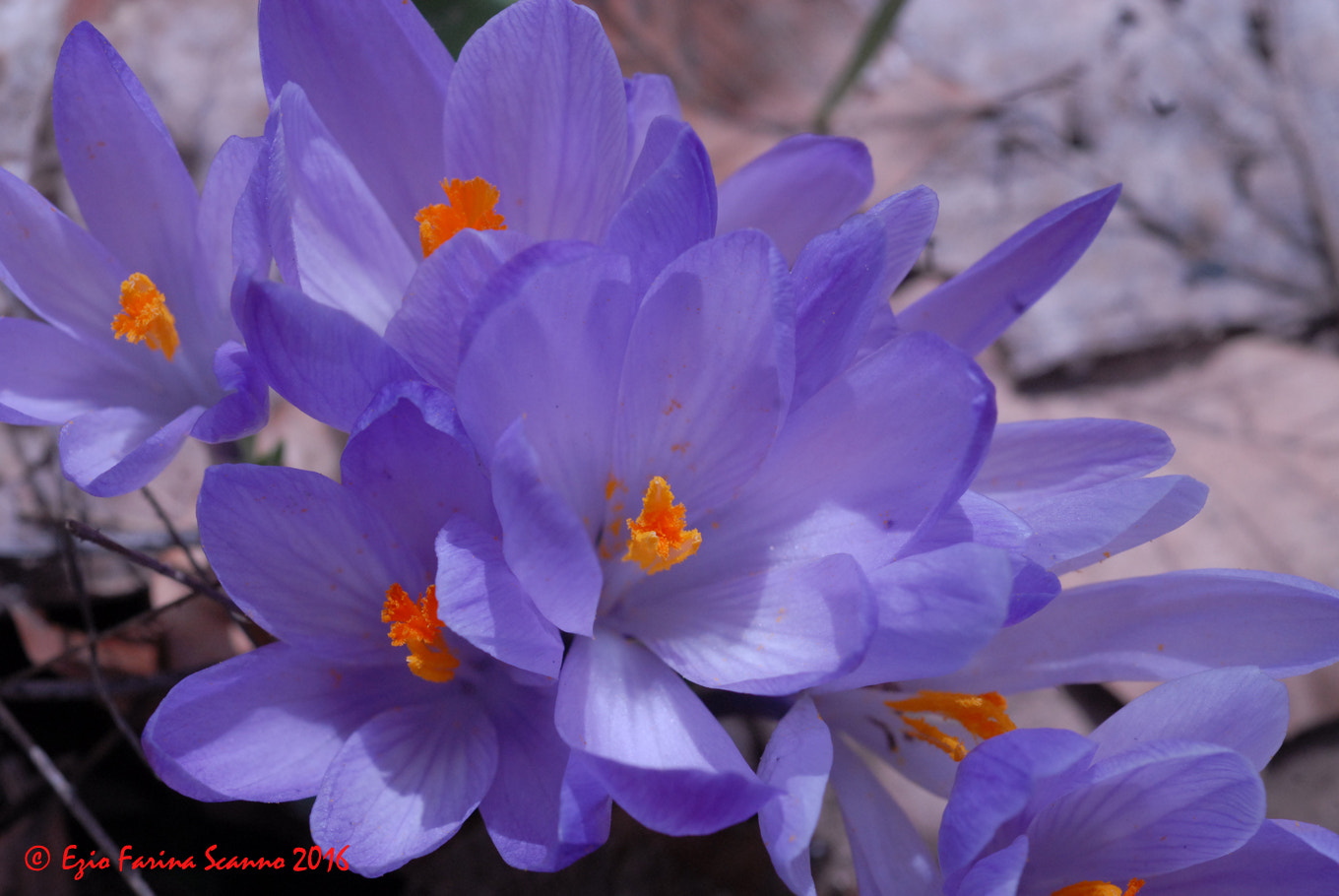 Nikon D200 + AF Micro-Nikkor 60mm f/2.8 sample photo. Crocus photography