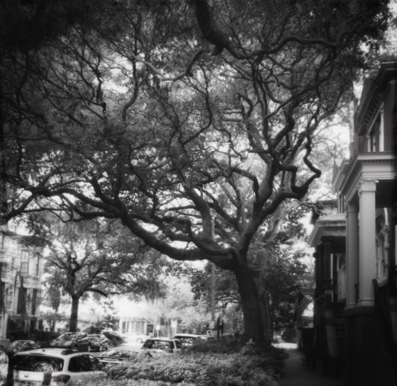 Hipstamatic 280 sample photo. Tree on savannah street photography