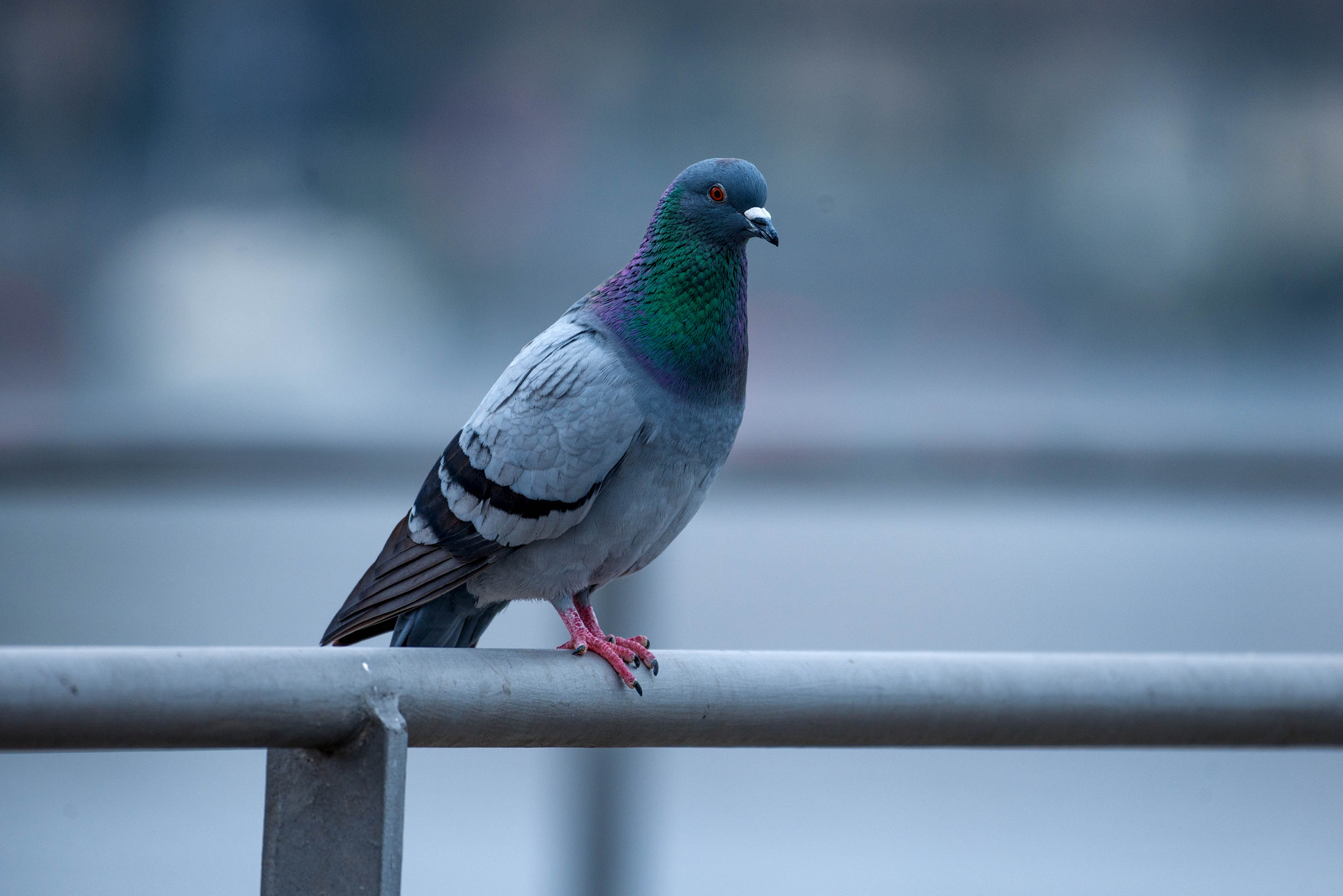 Nikon D3X sample photo. Peaceful hometown dove photography