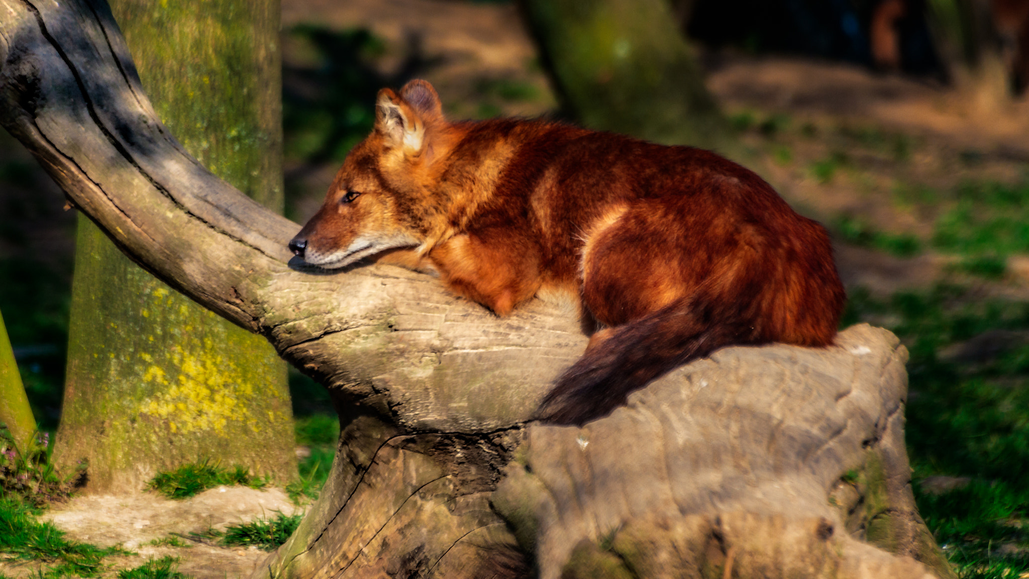 Sigma 70-300mm F4-5.6 APO DG Macro sample photo. African wild dog photography