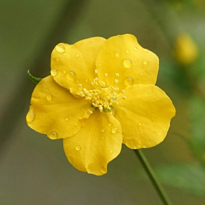 Sony a7 + Sony FE 70-200mm F4 G OSS sample photo. Spring rain photography